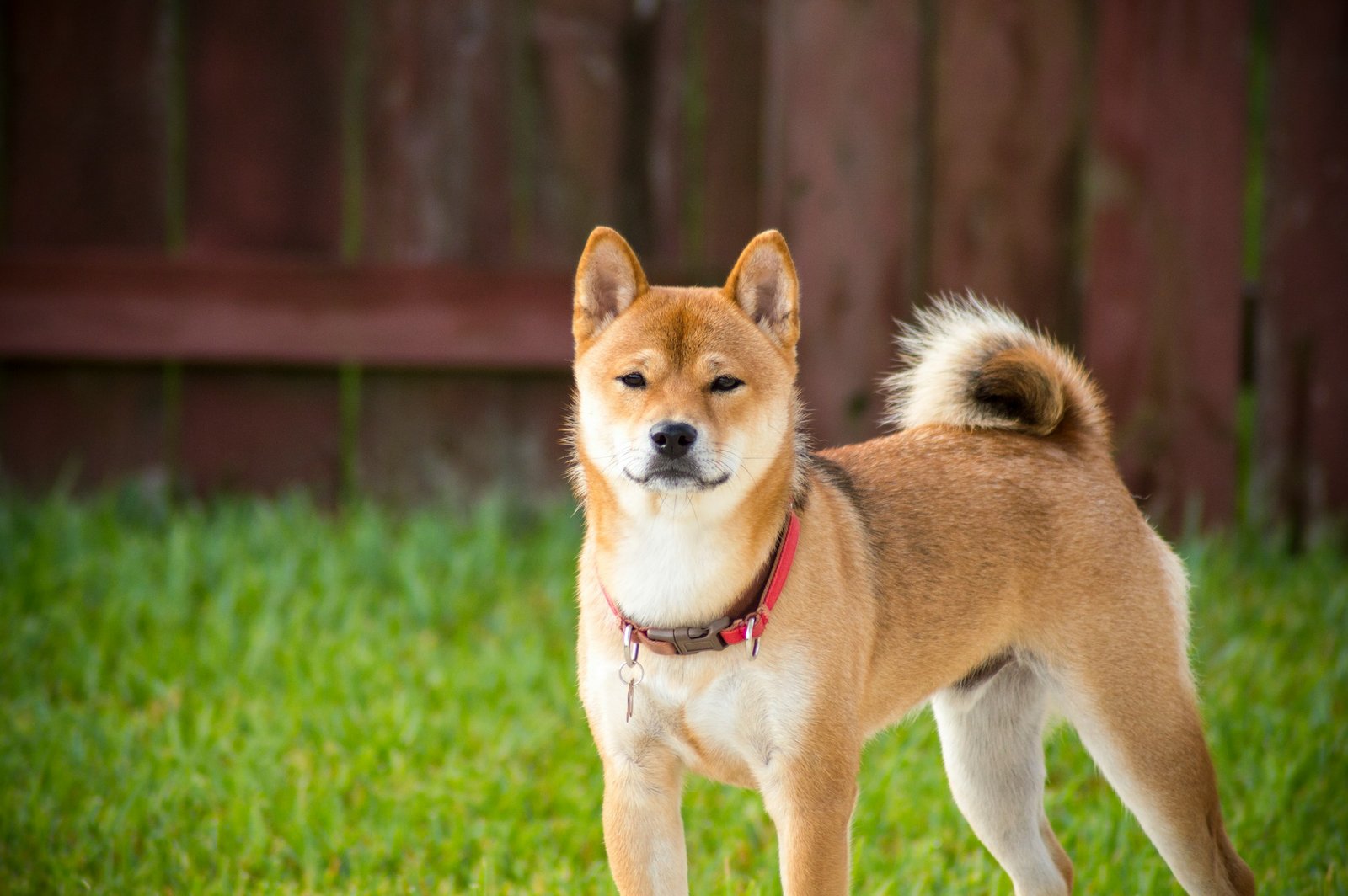 Akita resting outdoors on grass