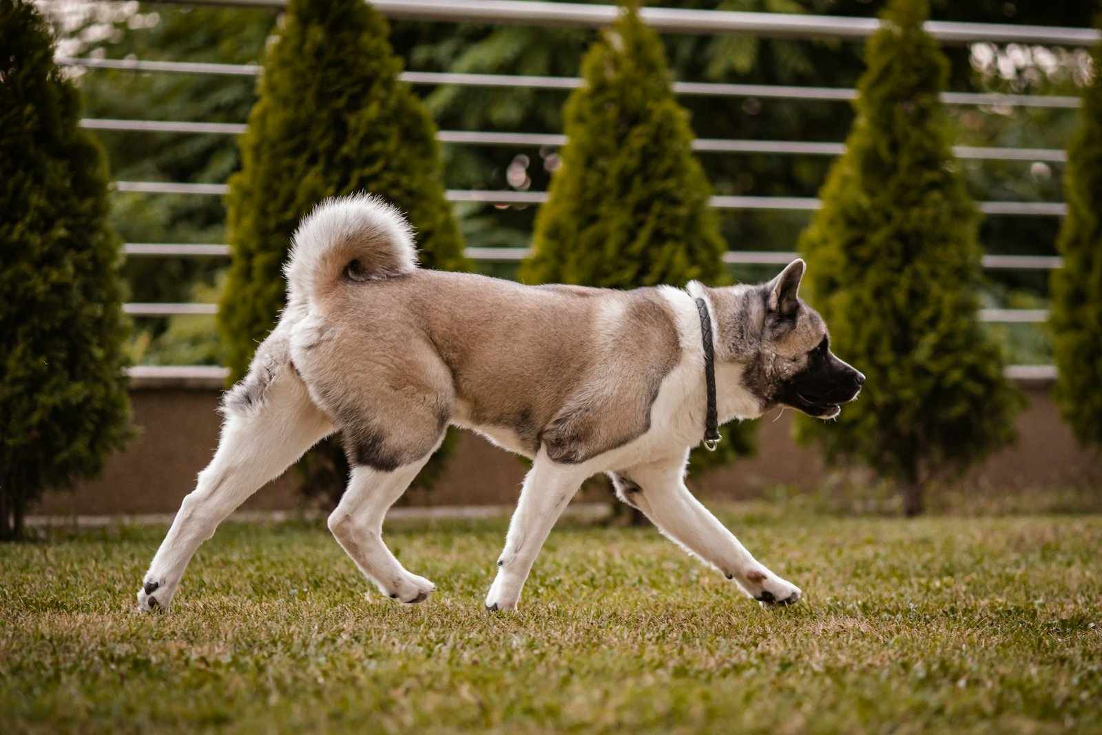 Akita standing outdoors on grass