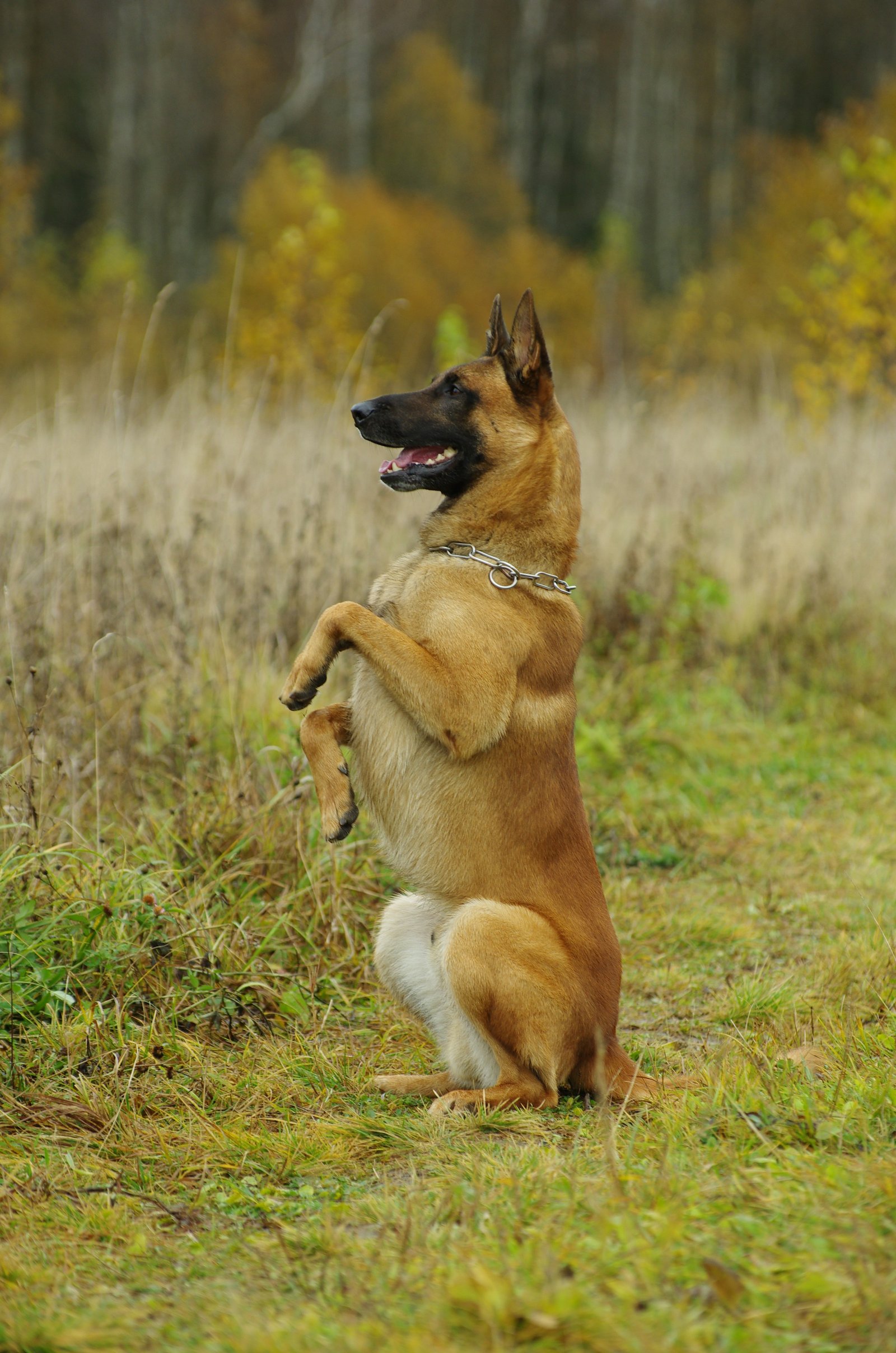 Belgian Malinois standing alert in an outdoor field