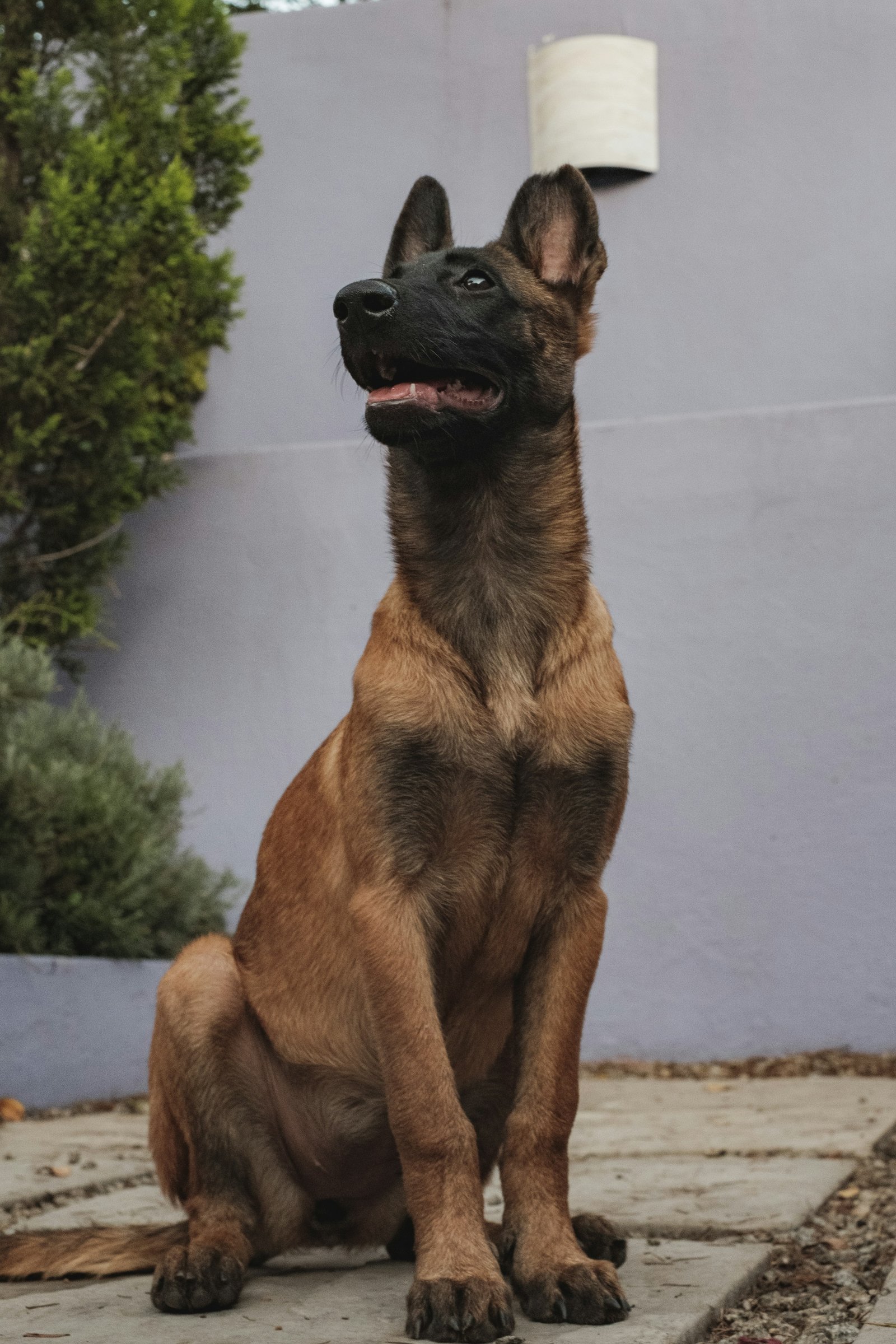 Belgian Malinois seated outdoors