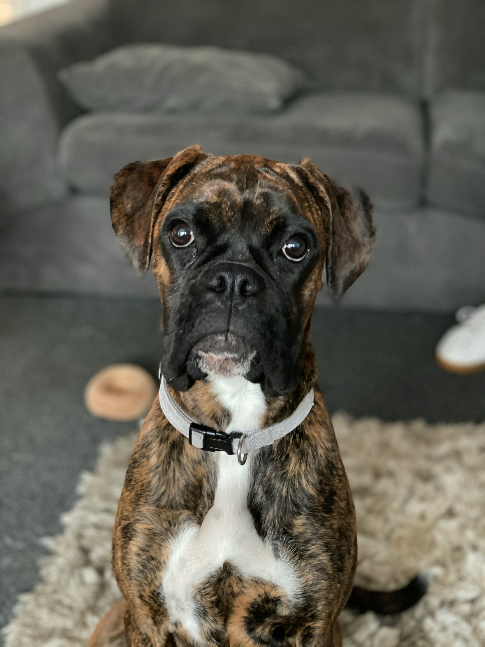 Brindle Boxer seated indoors