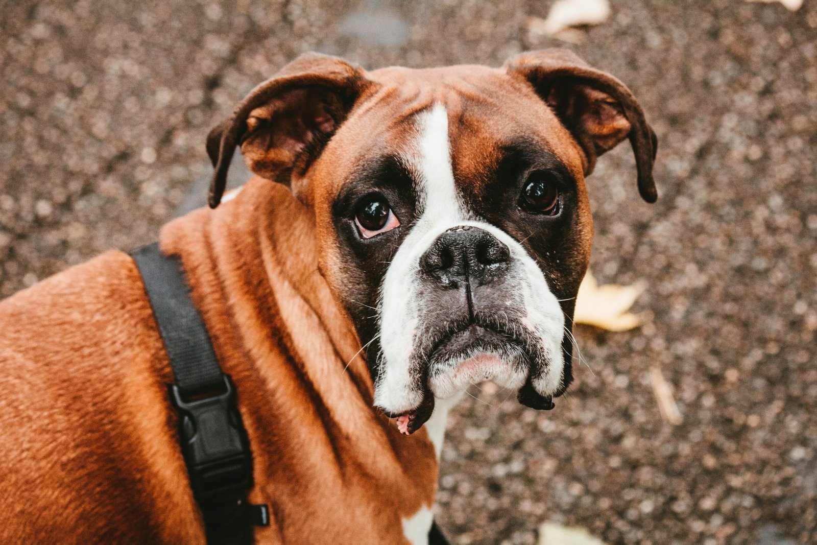 Boxer outdoors wearing a harness