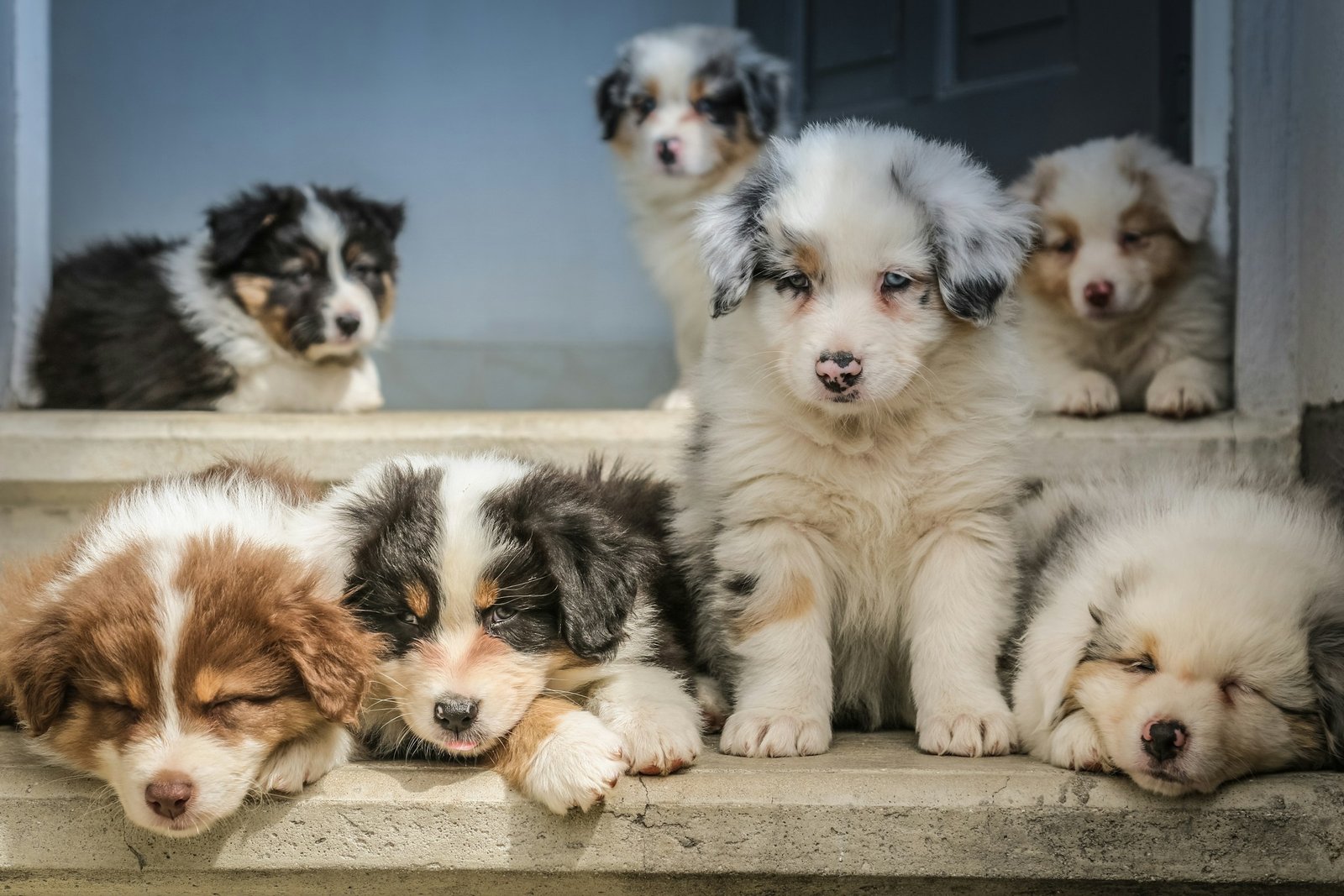 Group of puppies representing litter planning and breeder feeding needs
