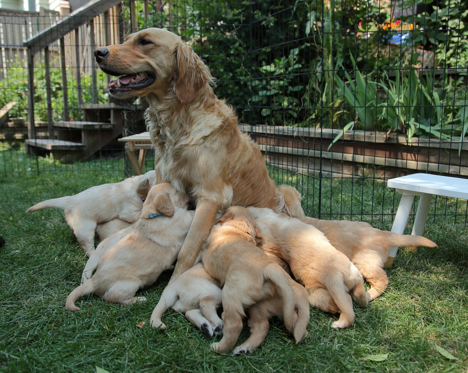 Dog with puppies