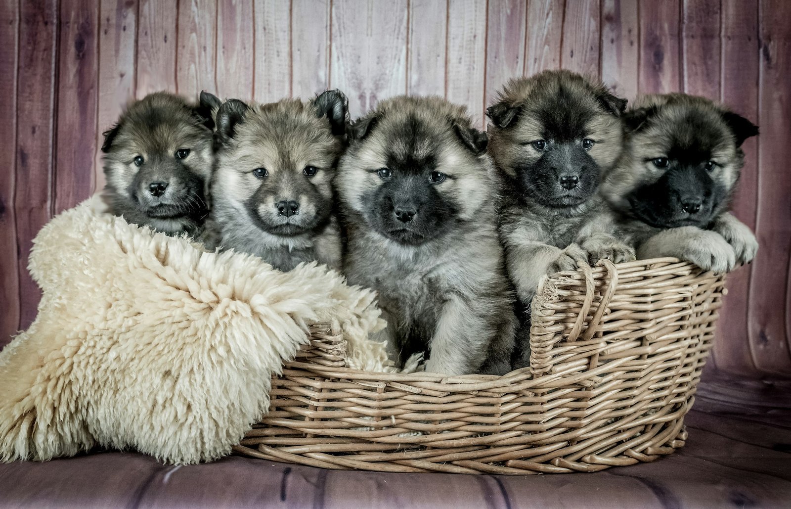 Young puppies together representing breeding programs and multi-dog kennels