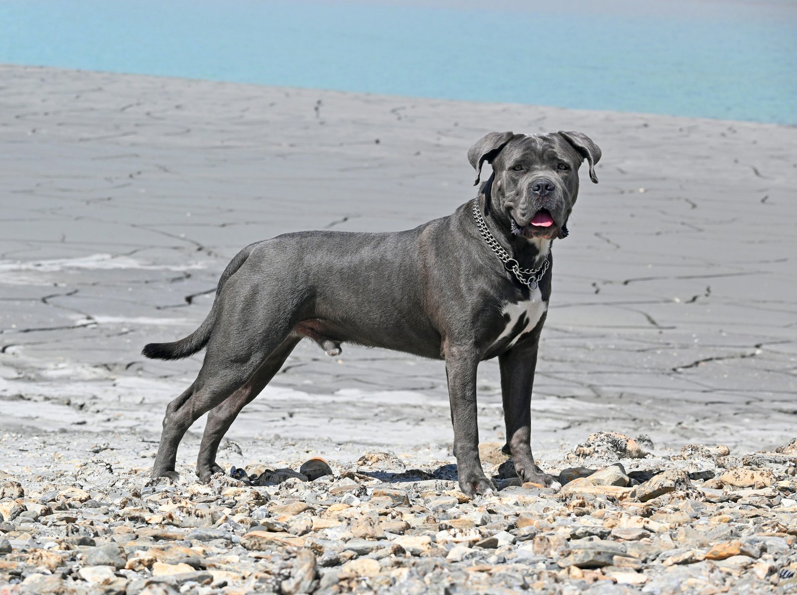 Cane Corso in profile representing Italian Mastiff heritage