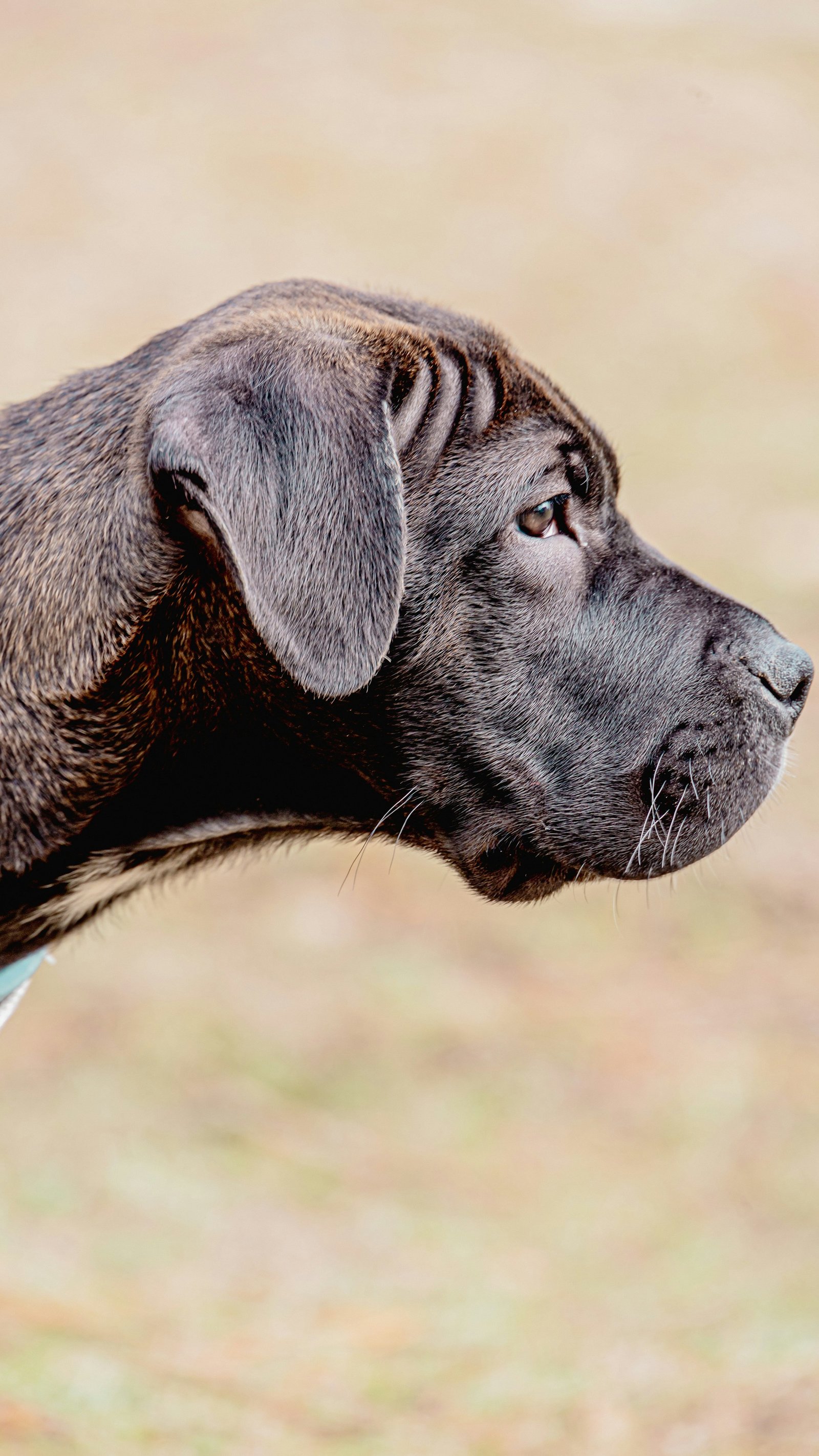 Cane Corso standing beside a person in an urban setting
