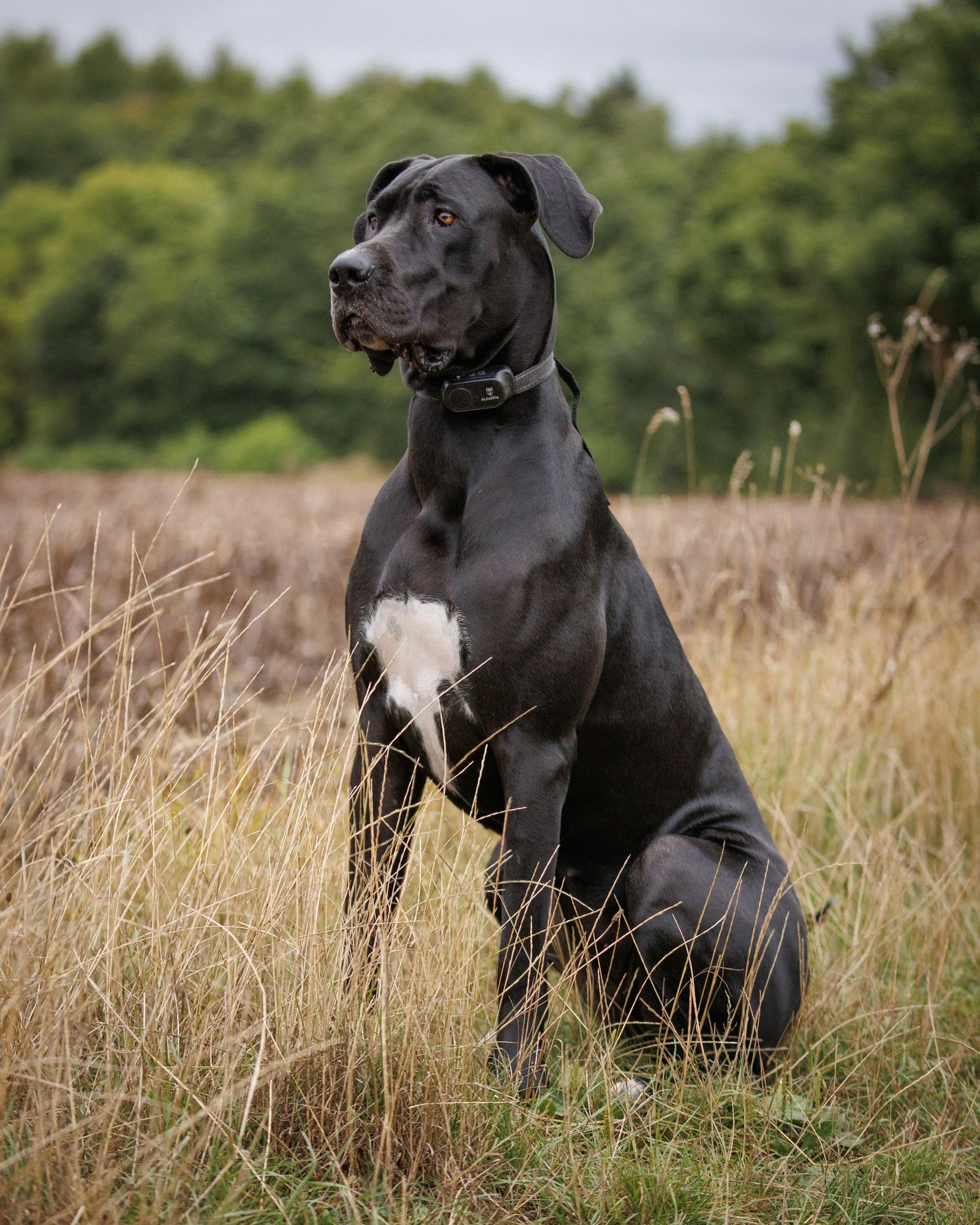 Belgian Malinois standing alert in an outdoor field