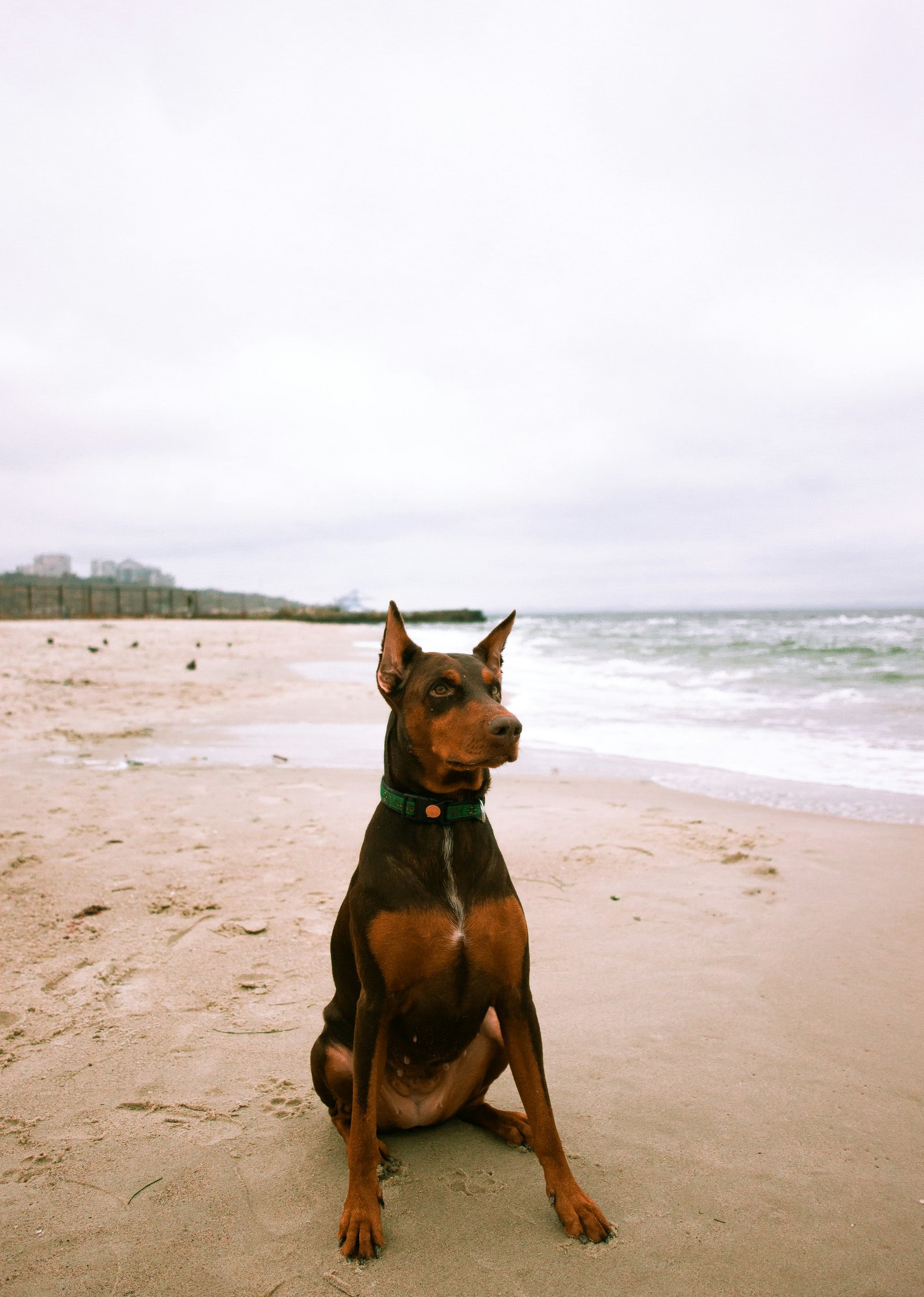 Doberman portrait representing intelligence and working heritage