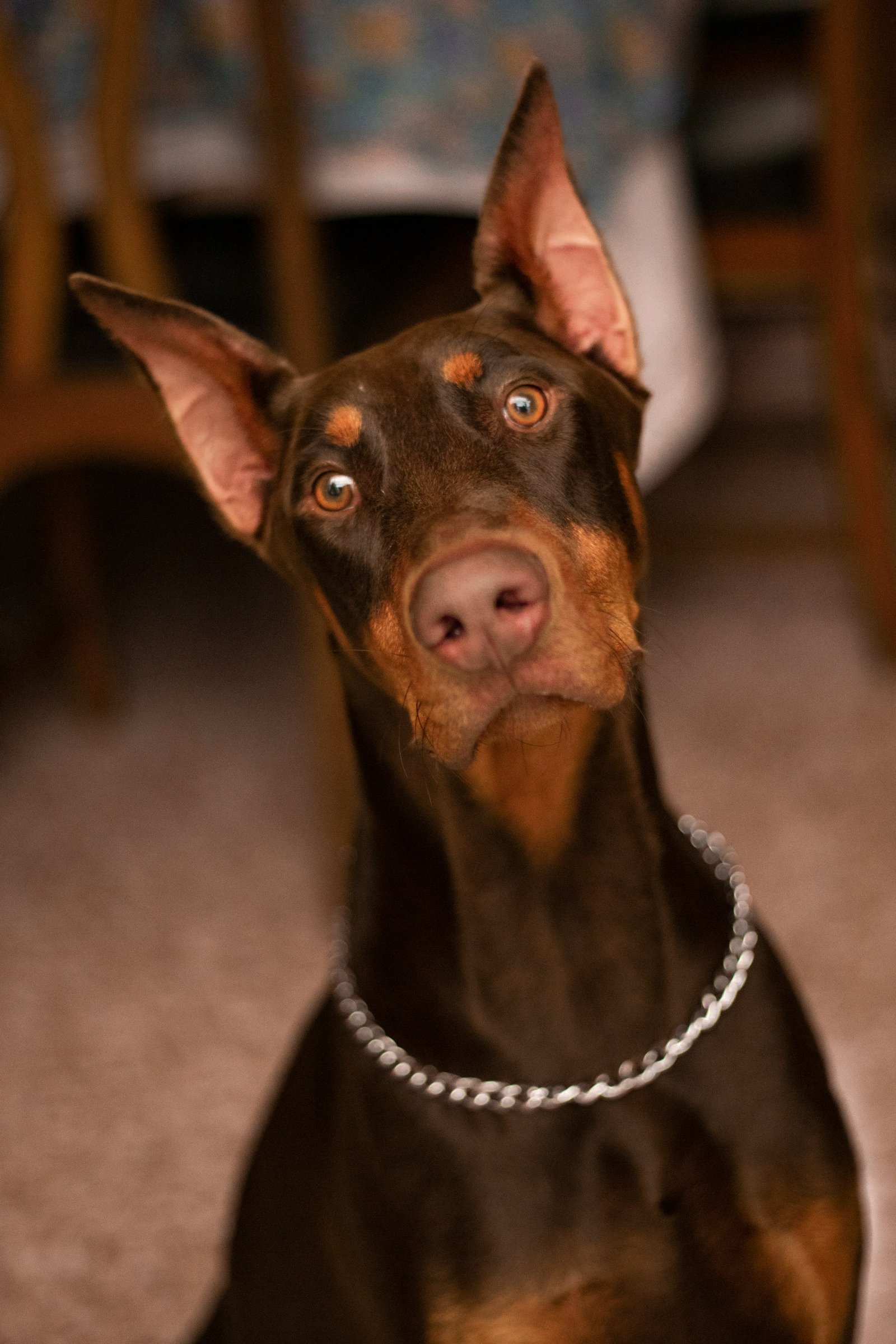 Doberman seated on a beach representing active feeding routines