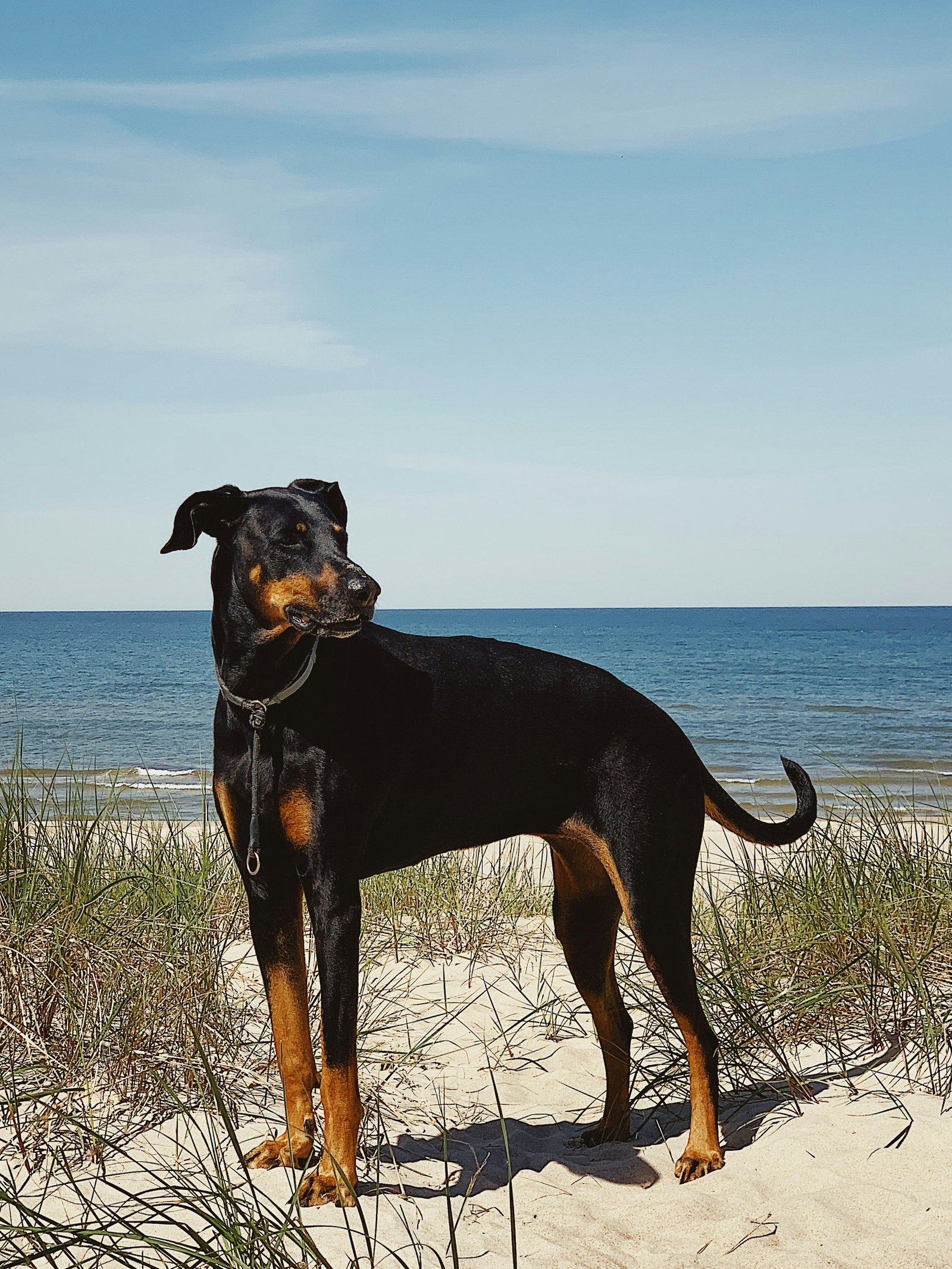 Doberman portrait representing intelligence and working heritage