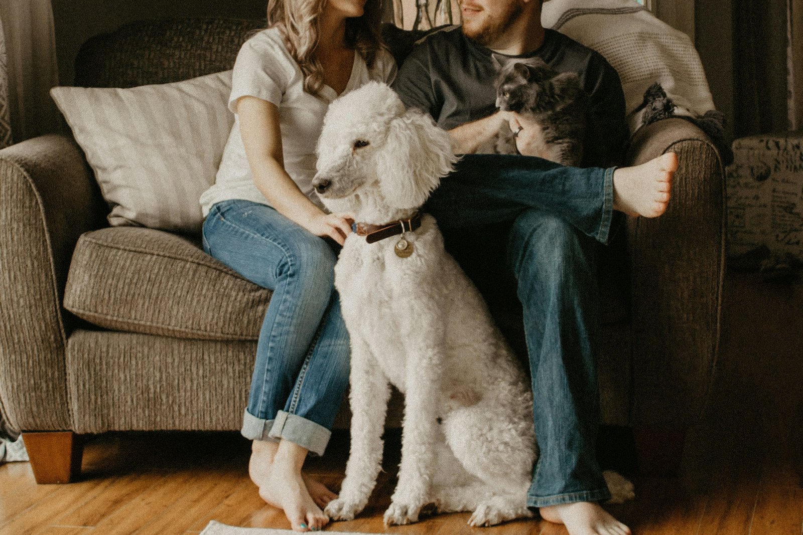 Standard Poodle sitting with two adults indoors representing active Marietta households and practical family ordering