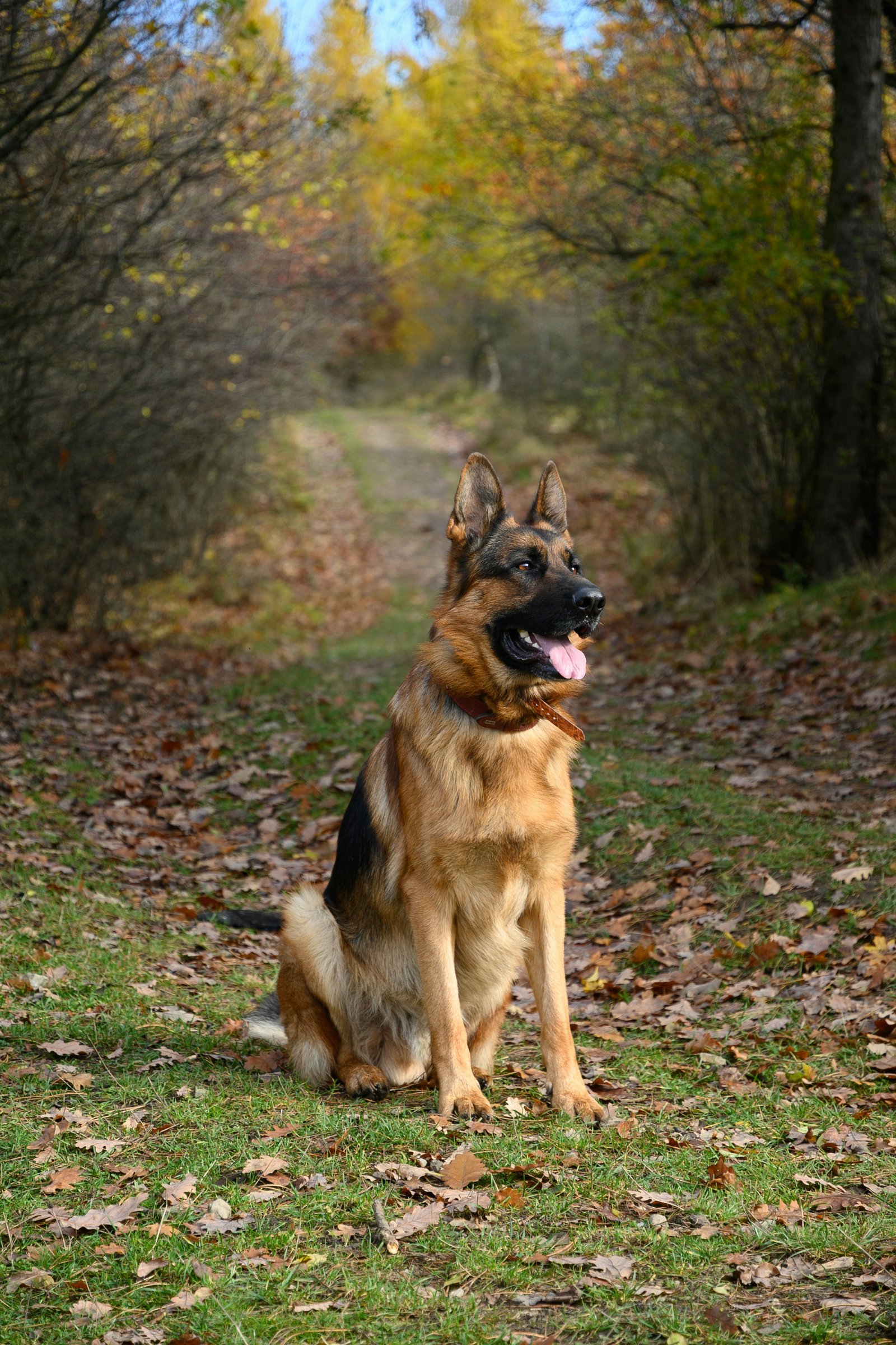 Long-coat German Shepherd portrait representing breed variety