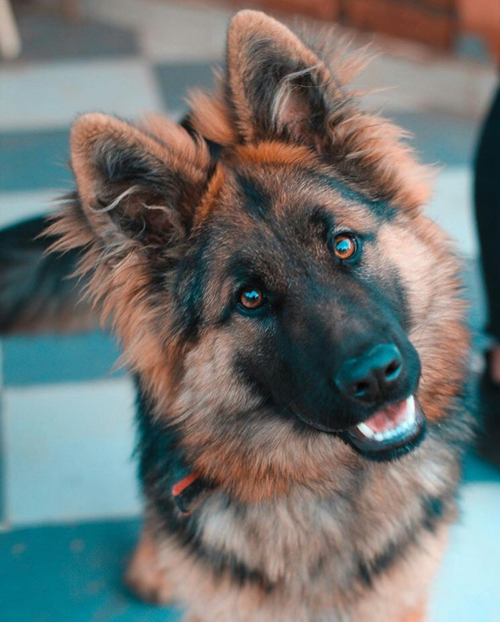 German Shepherd seated outdoors on a woodland path
