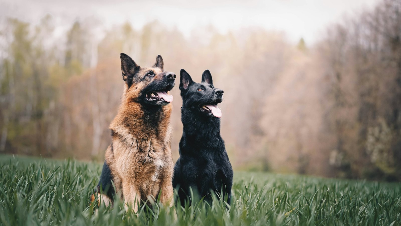 German Shepherd standing outdoors
