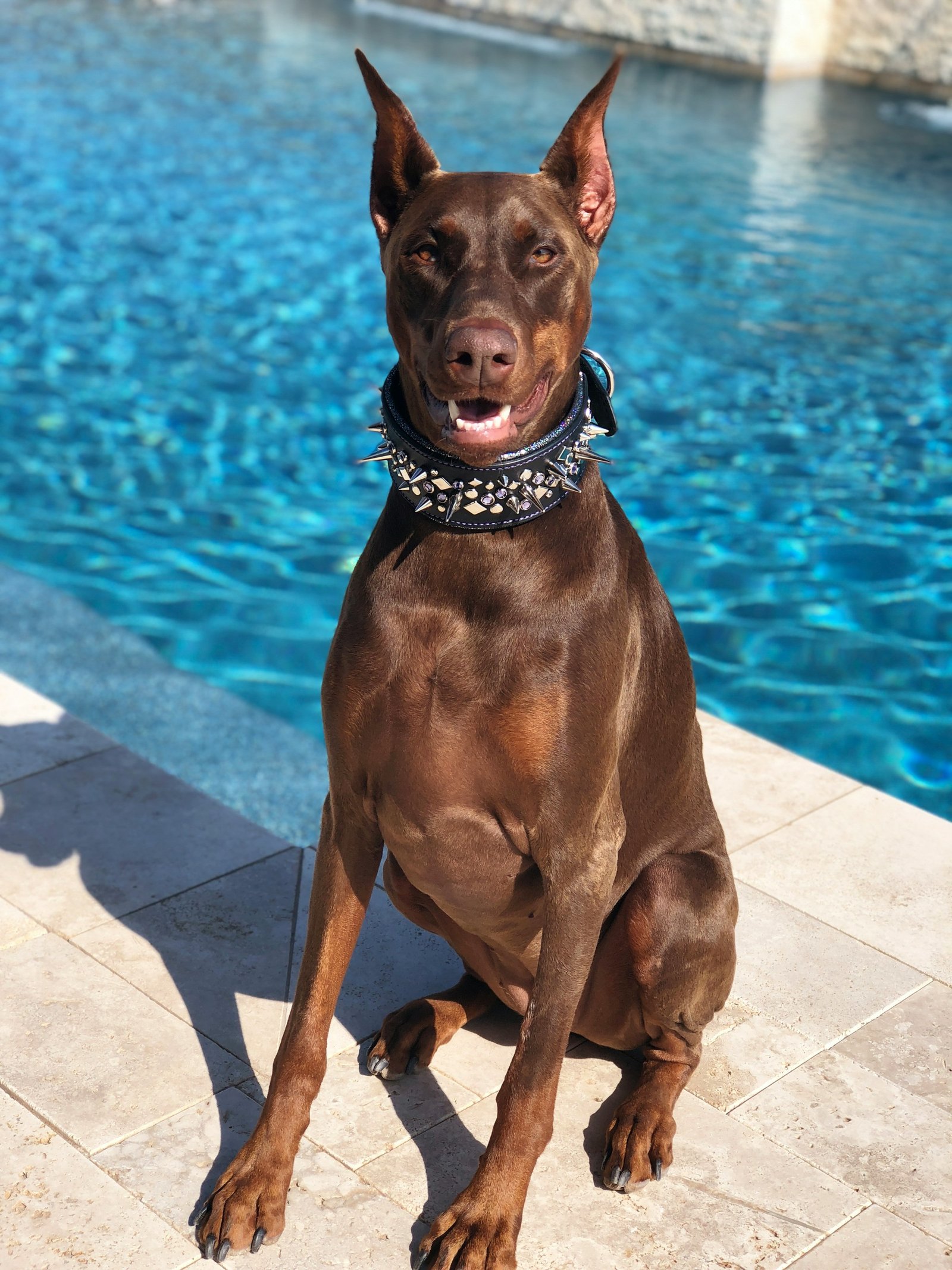 Doberman sitting beside a swimming pool representing active large-breed dogs and outdoor lifestyles in Marietta