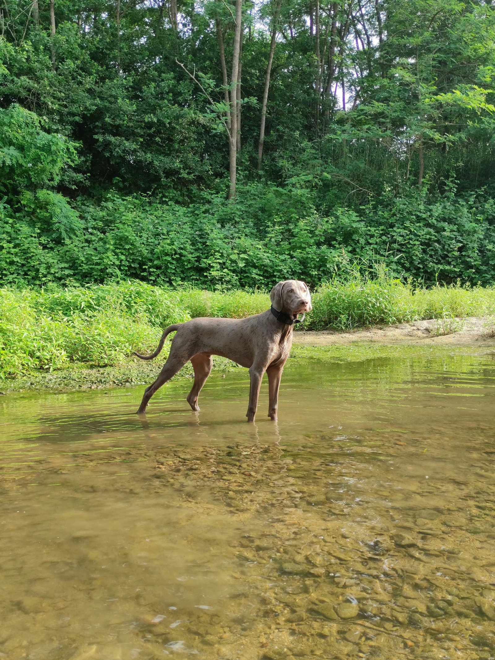 Dog on a wooded trail representing active dogs and large-breed households in Northwest Metro Atlanta
