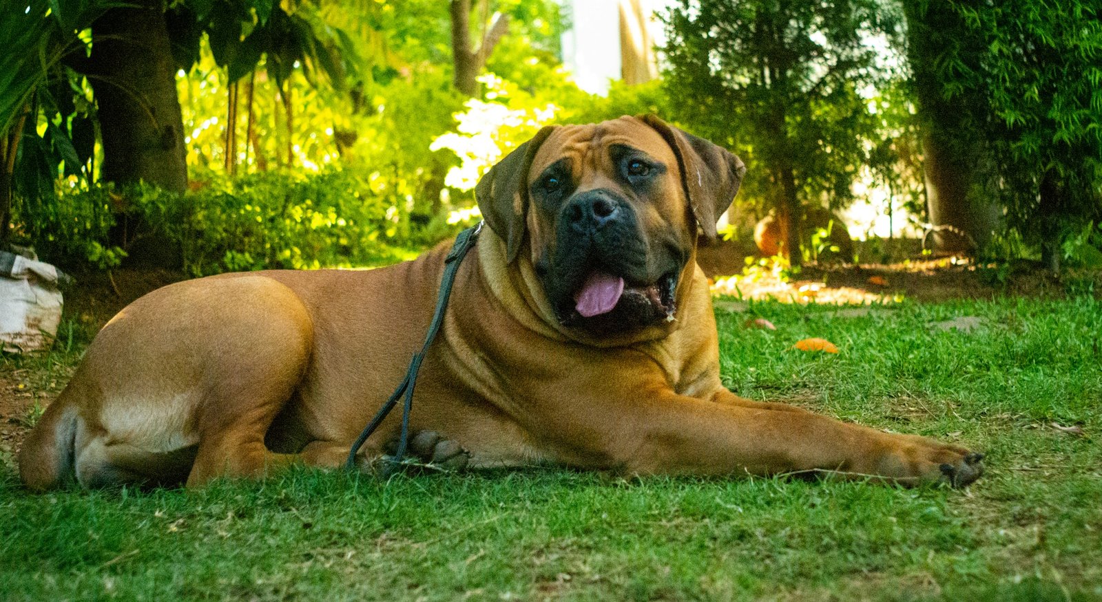 Belgian Malinois seated outdoors