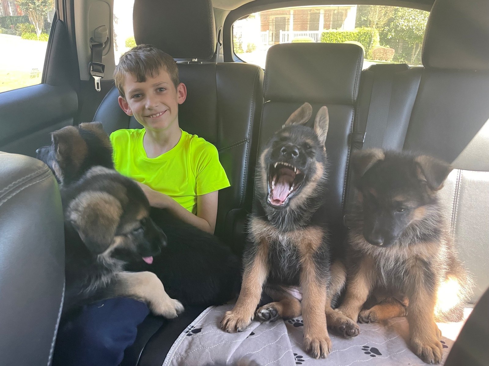 Young person seated beside German Shepherd puppies