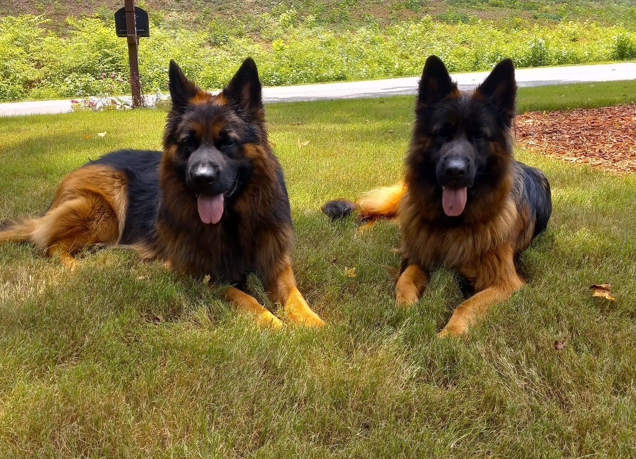 Two German Shepherds resting outdoors