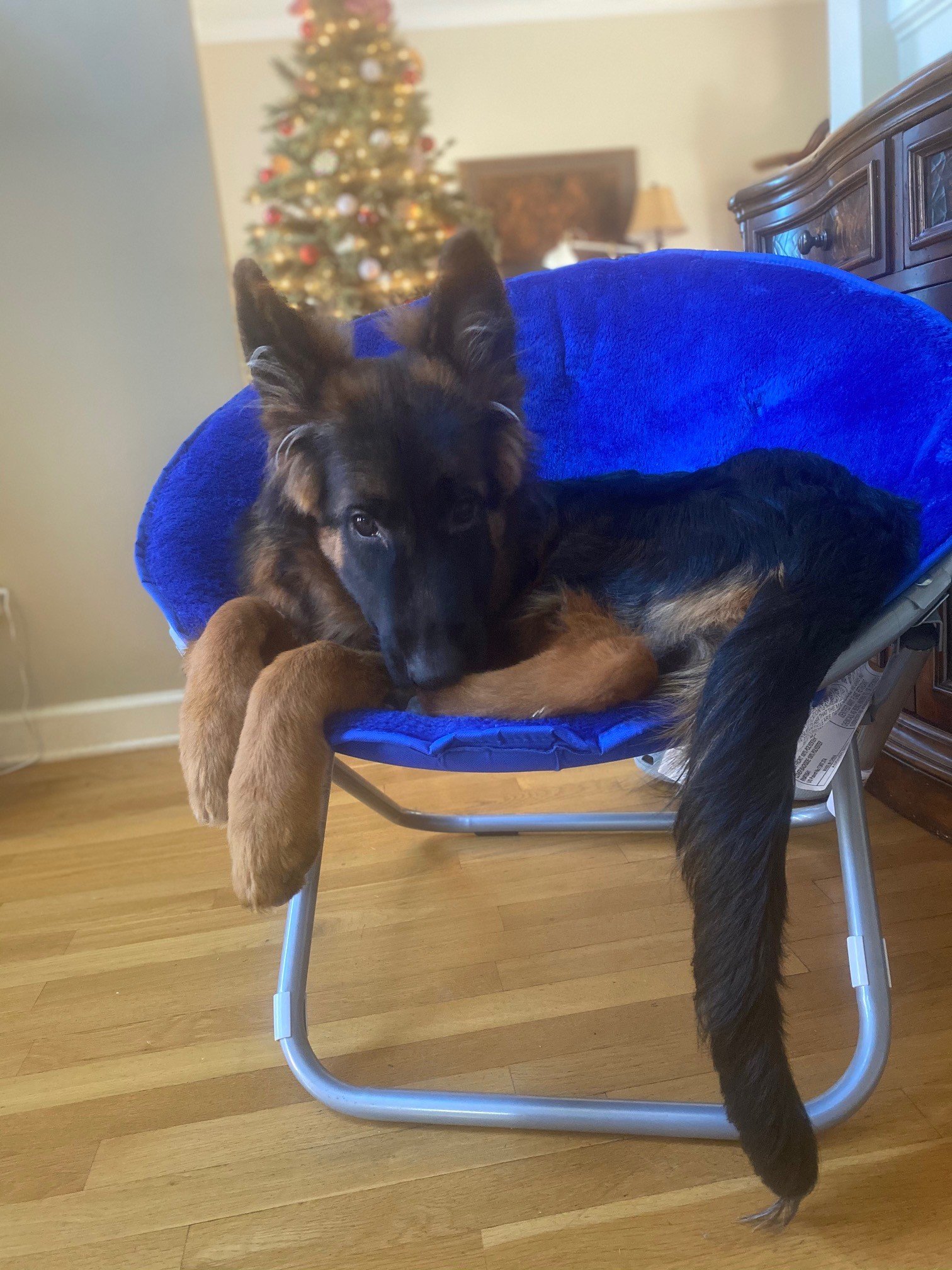 German Shepherd puppy resting indoors