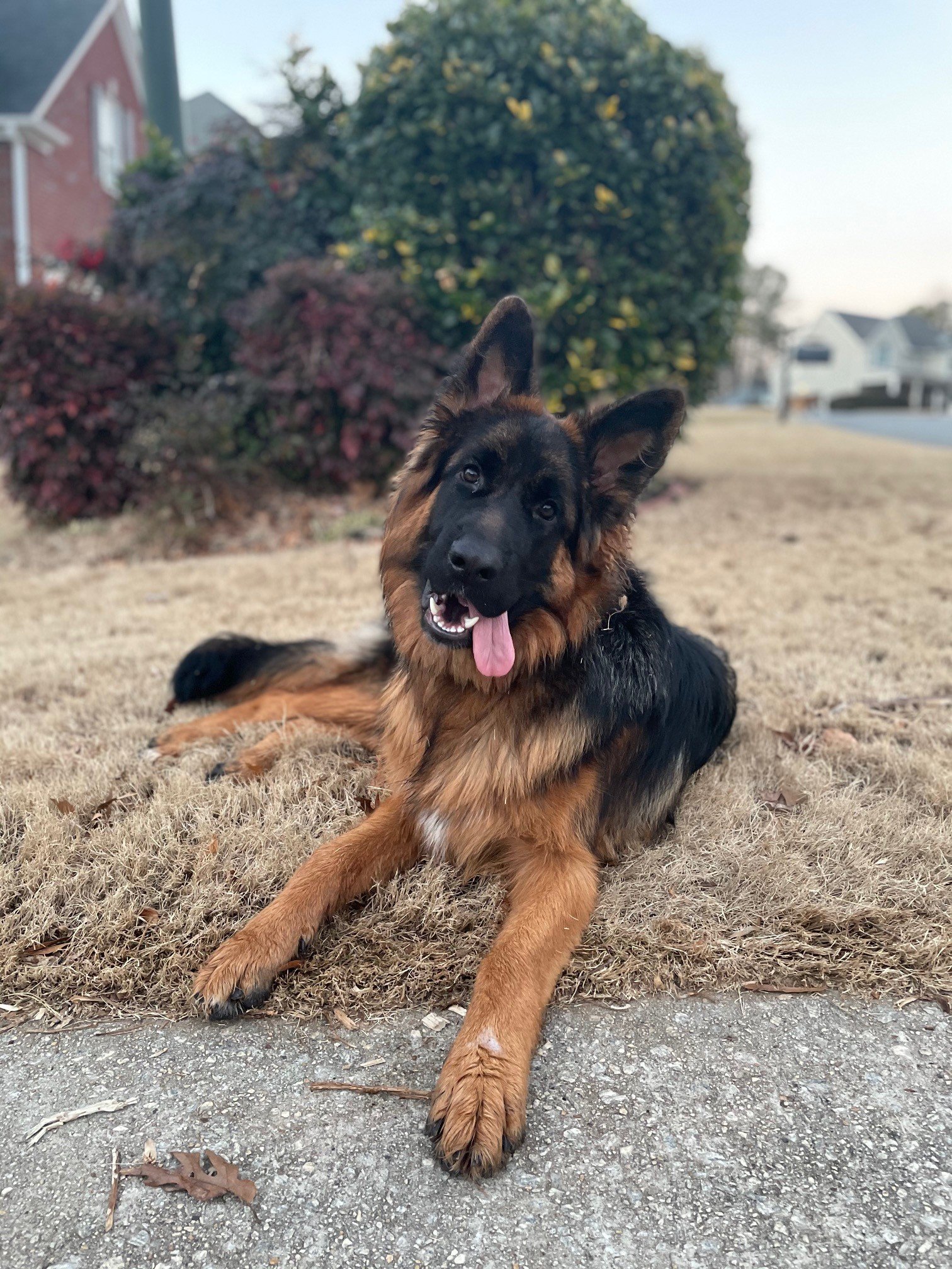 German Shepherd resting outdoors