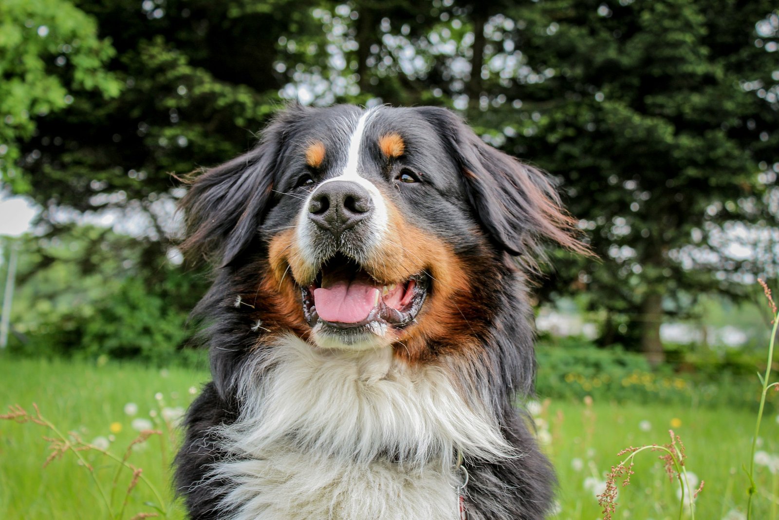 Bernese Mountain Dog outdoors with a tricolor coat