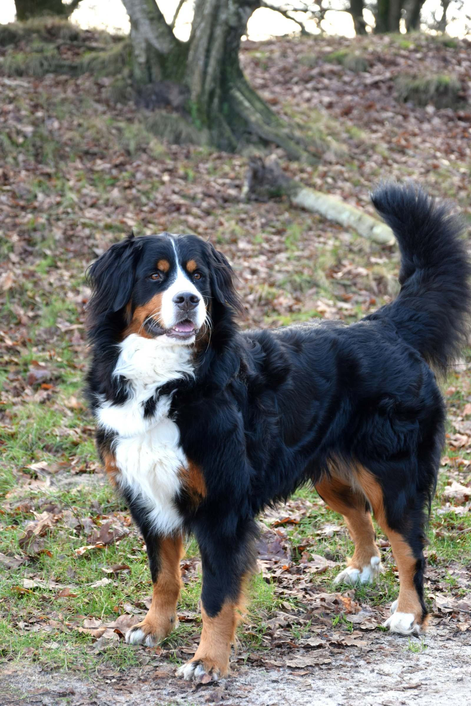 Dog on a wooded trail representing active dogs and large-breed households in Northwest Metro Atlanta