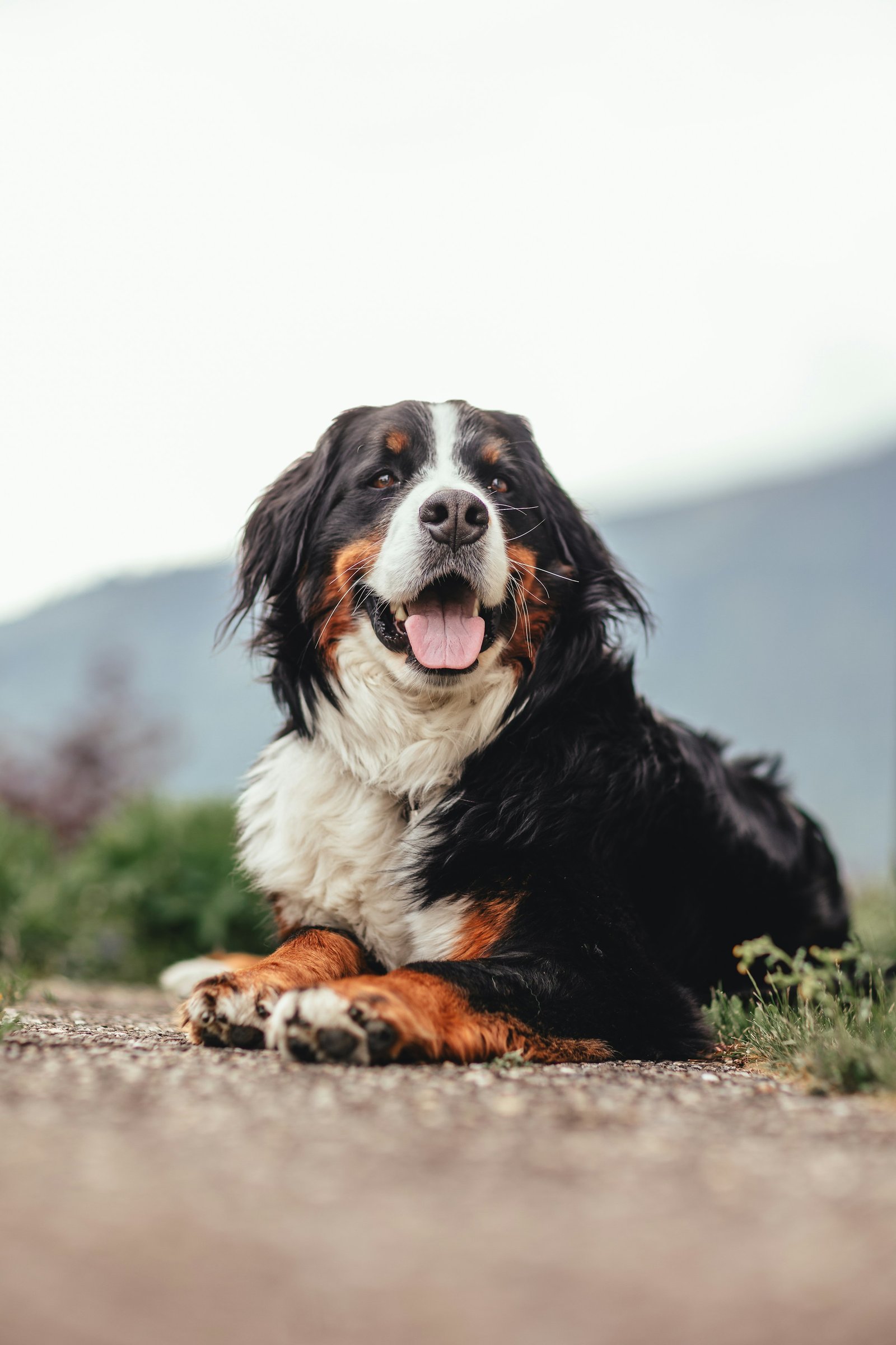 Bernese Mountain Dog resting outdoors with mountains in the background