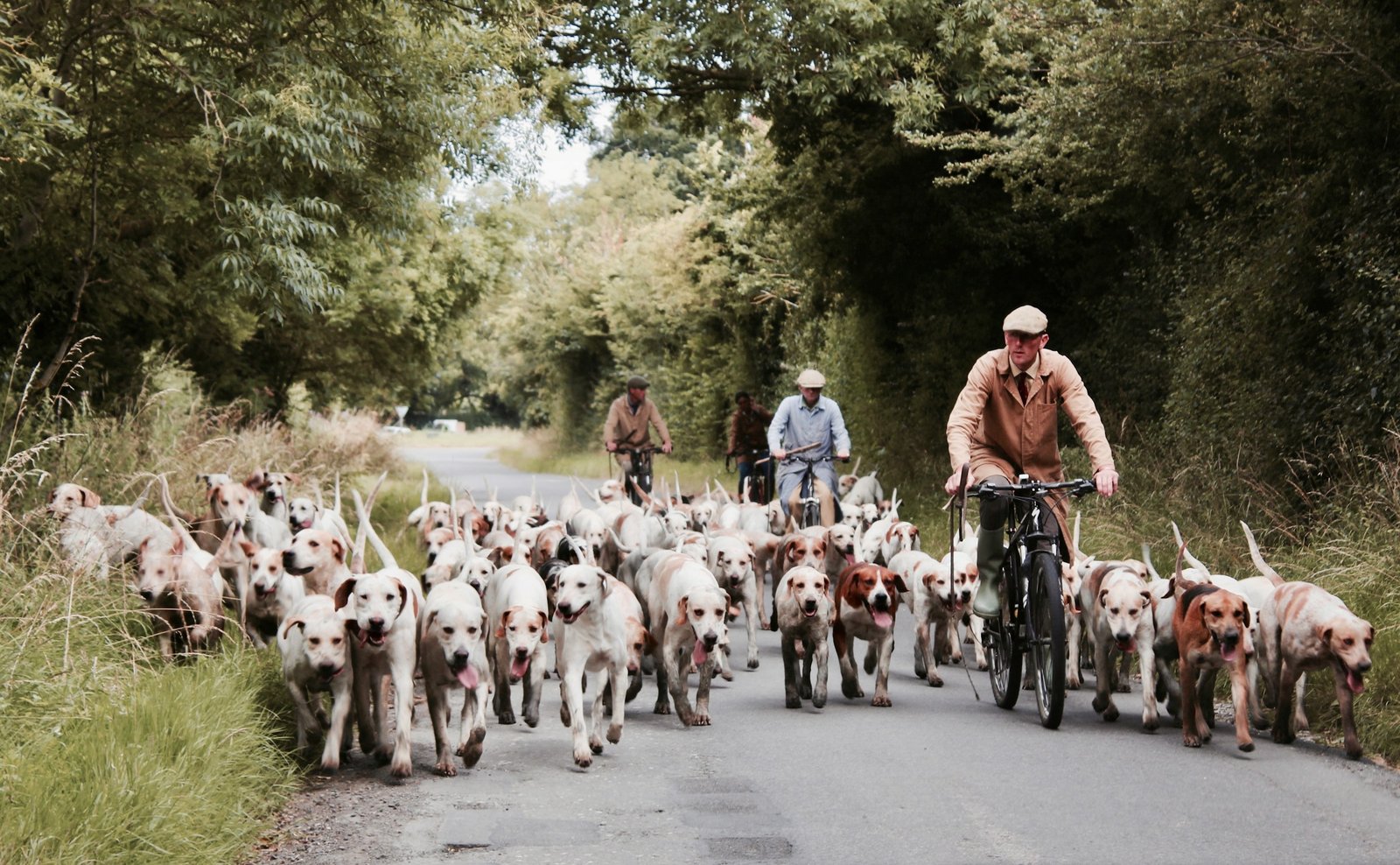 Group of dogs outdoors