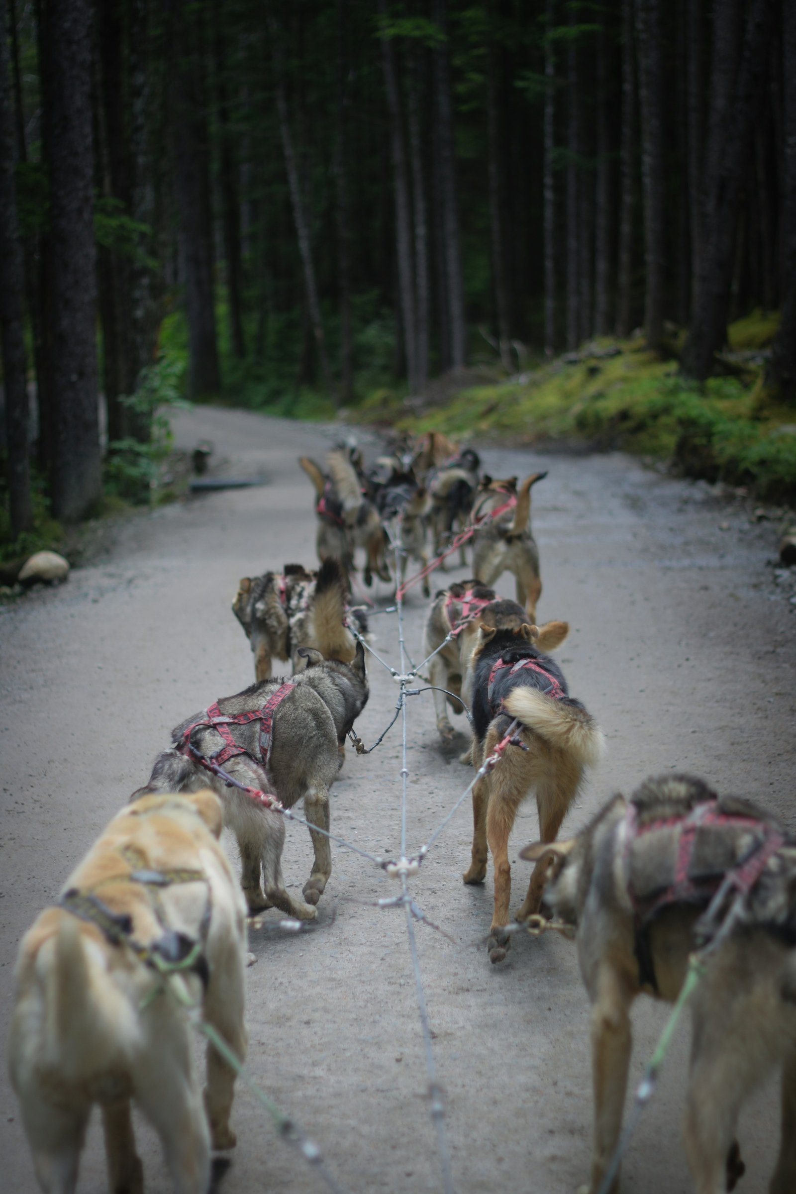 Team of dogs moving along a forest road representing high-volume dog programs