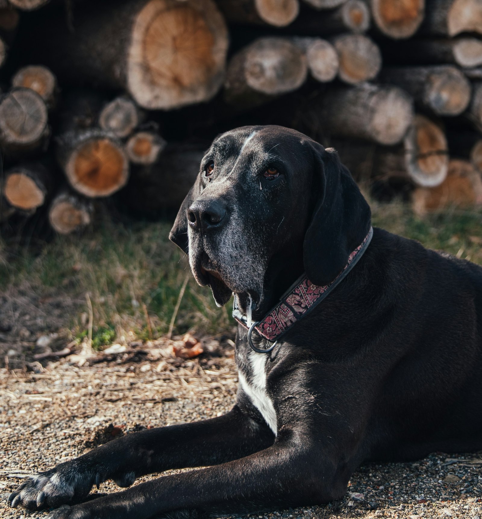 Dog on a wooded trail representing active dogs and large-breed households in Northwest Metro Atlanta