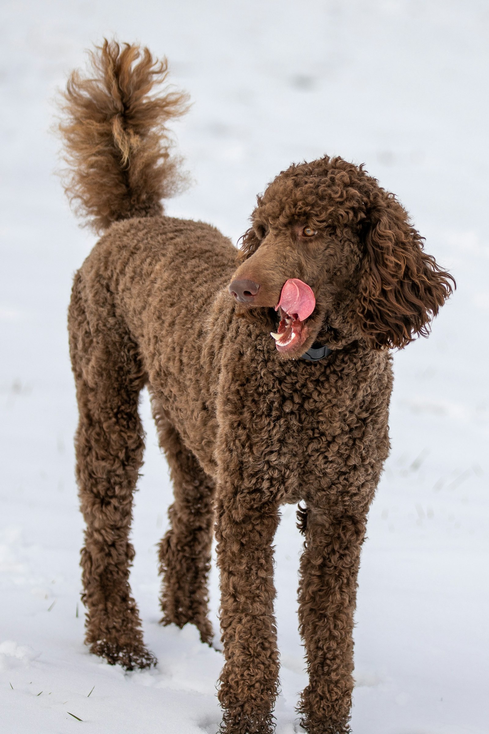 Brown Standard Poodle outdoors representing active feeding routines
