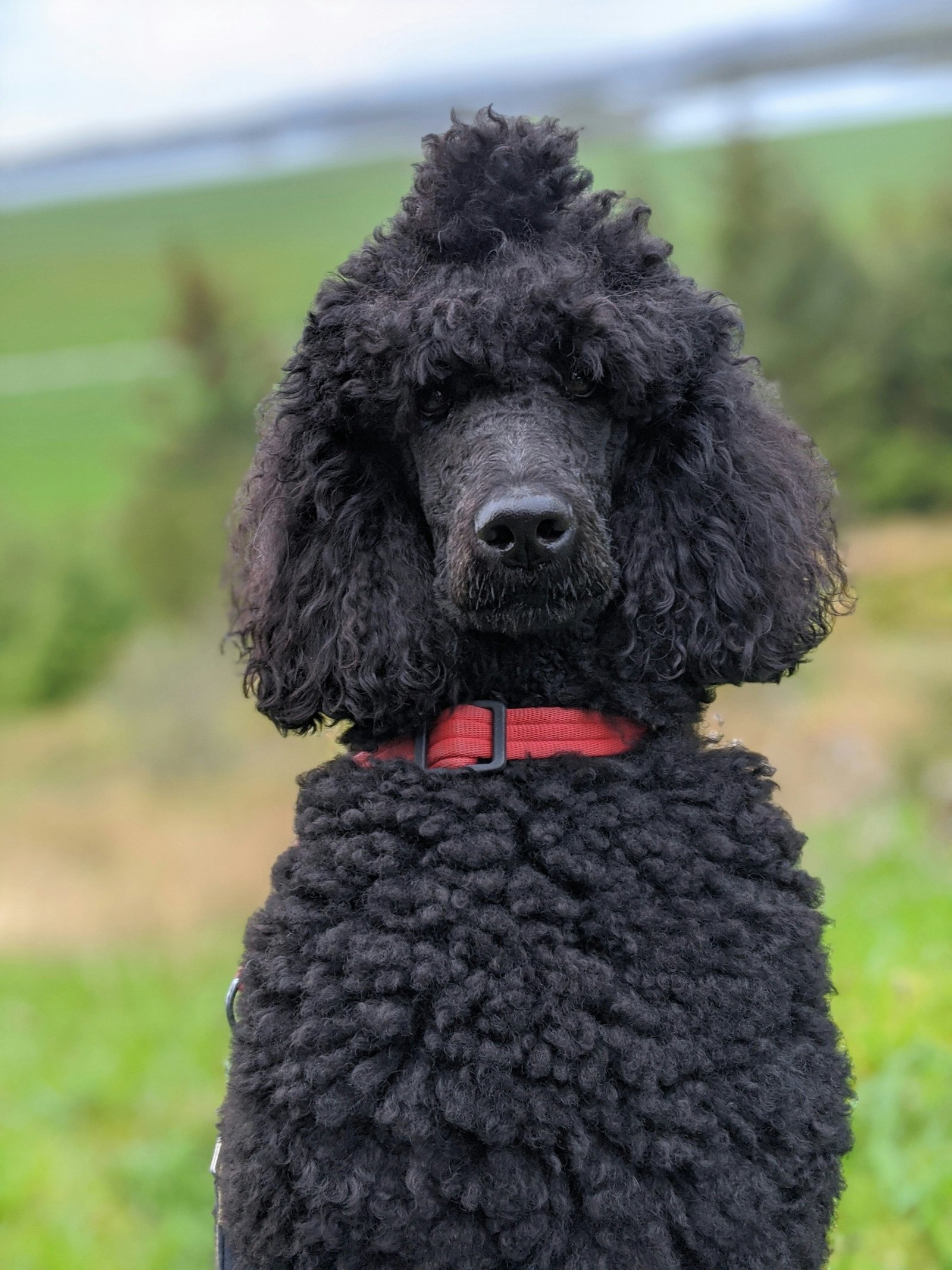 Black Standard Poodle portrait representing intelligence and versatile activity