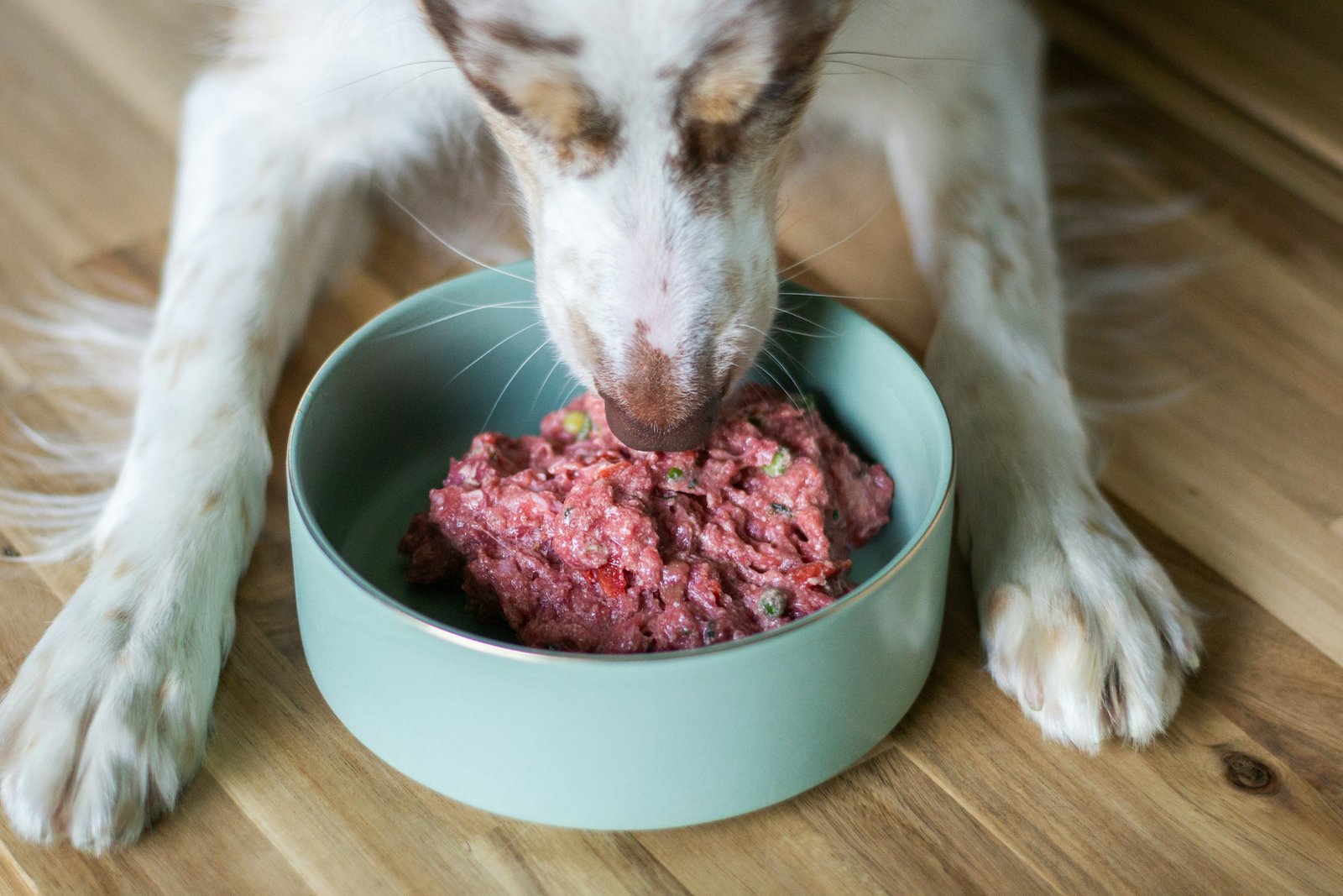 Dog eating a raw meat blend from a bowl