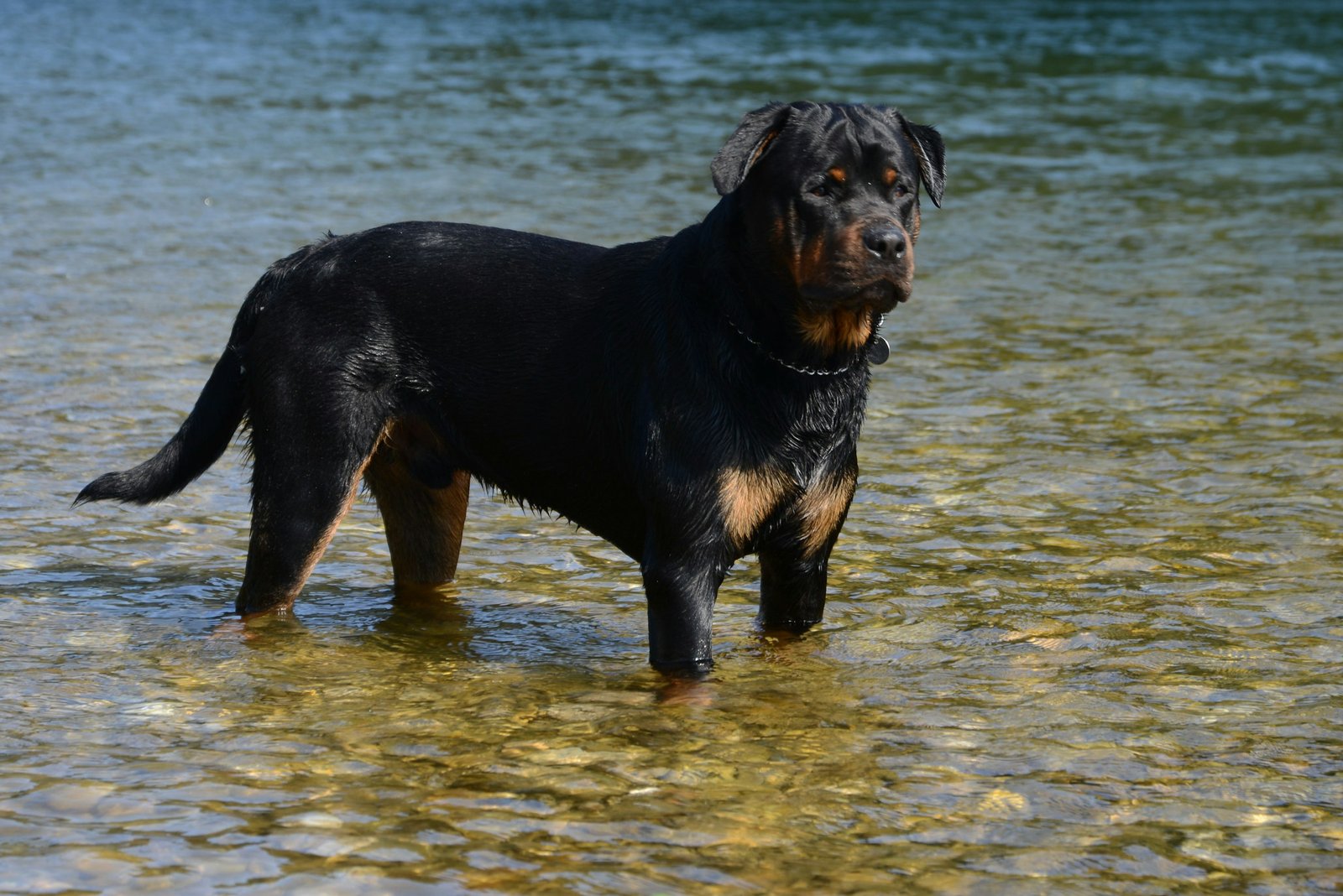 Profile view of a Rottweiler representing breed history and feeding considerations