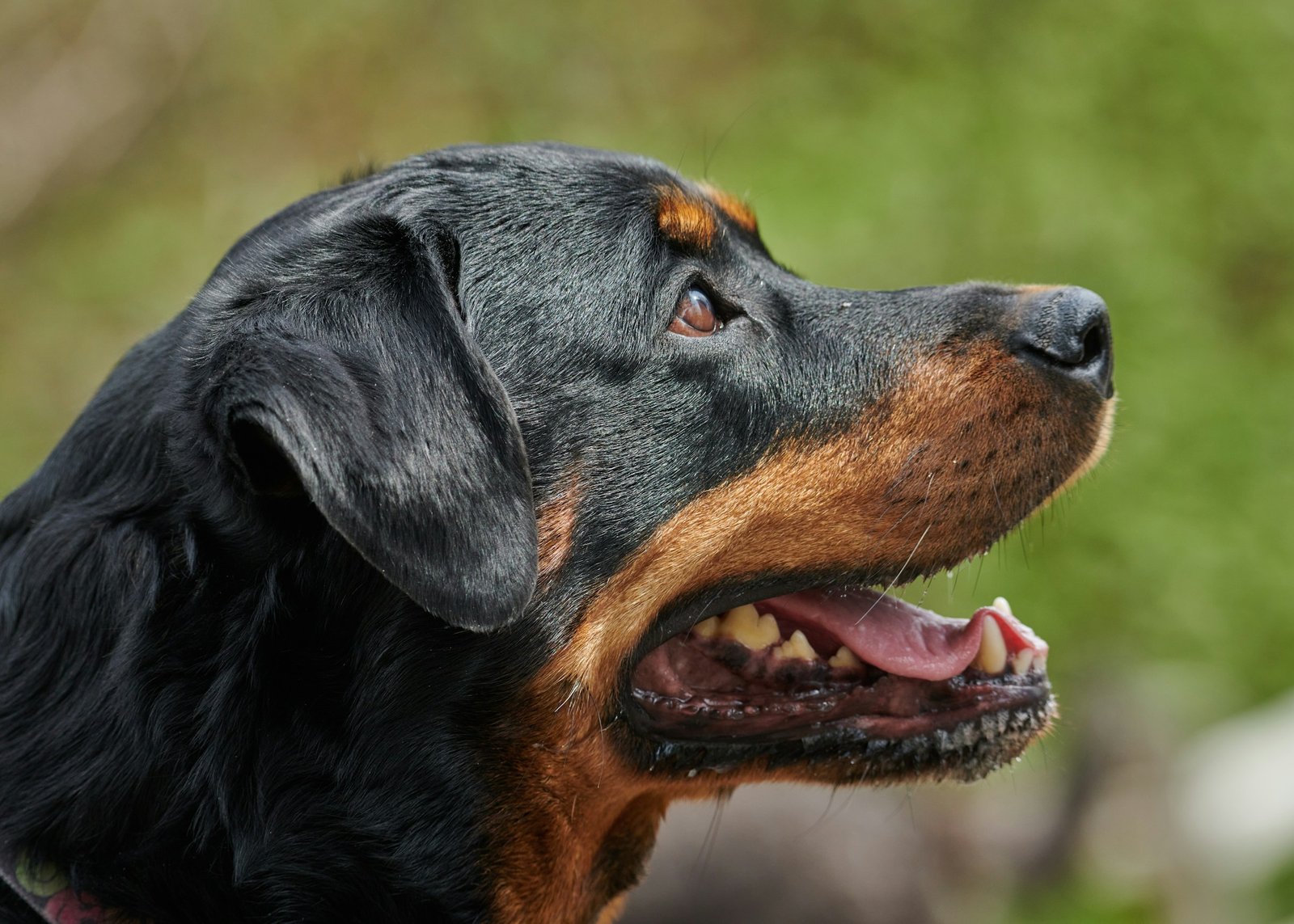 Rottweiler standing in shallow water representing an active lifestyle