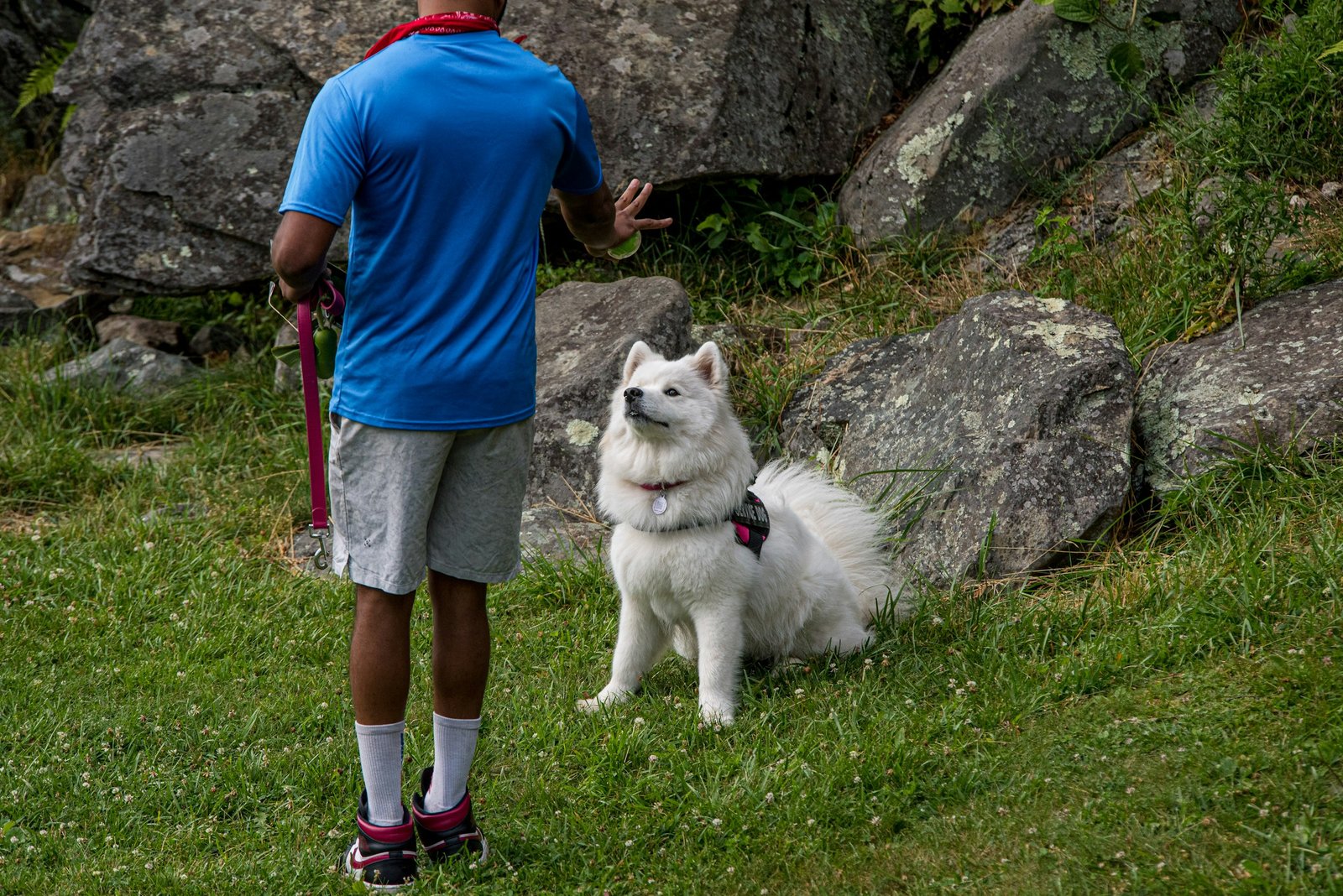 Dog participating in an outdoor training session beside a handler