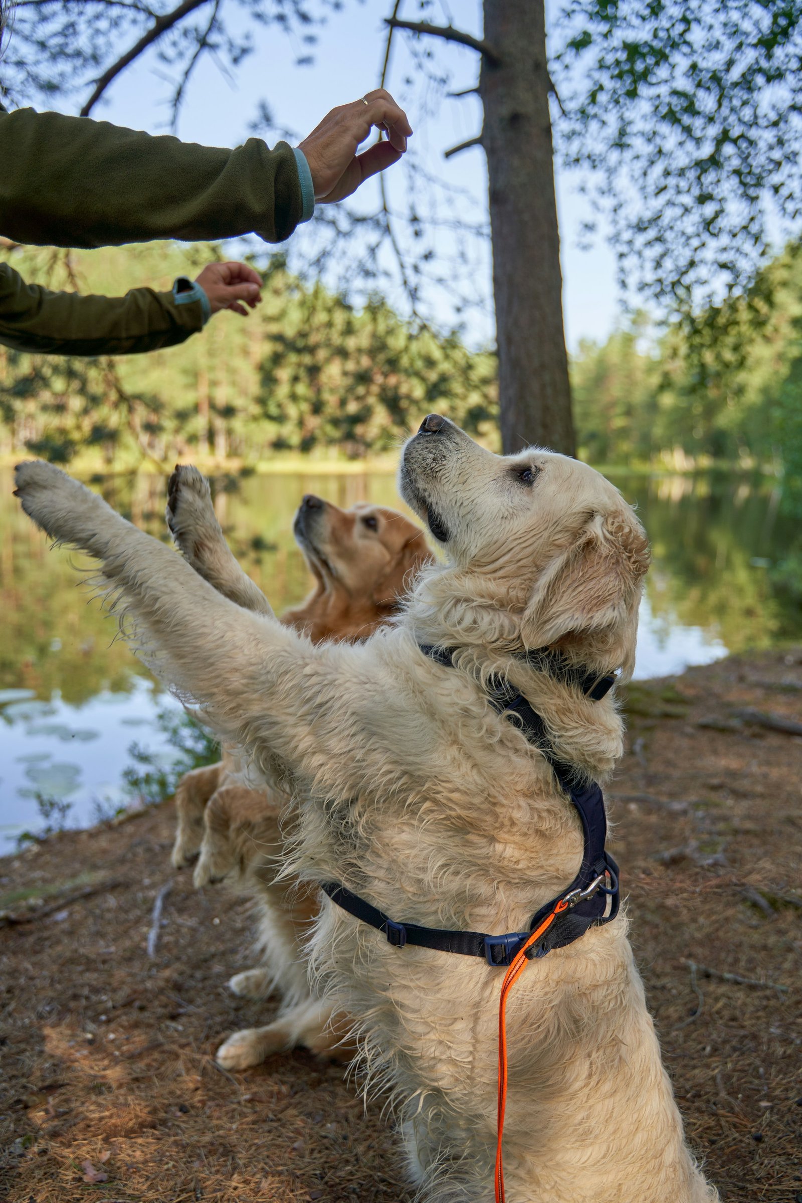 Two dogs participating in an outdoor reward-based training exercise