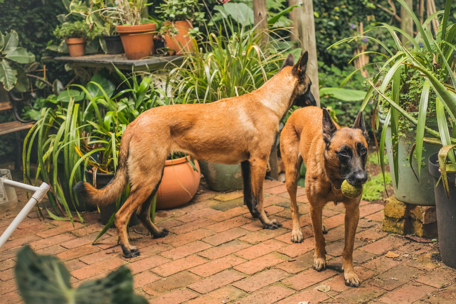 Two active dogs outdoors representing Florida breeders trainers and multi-dog partners