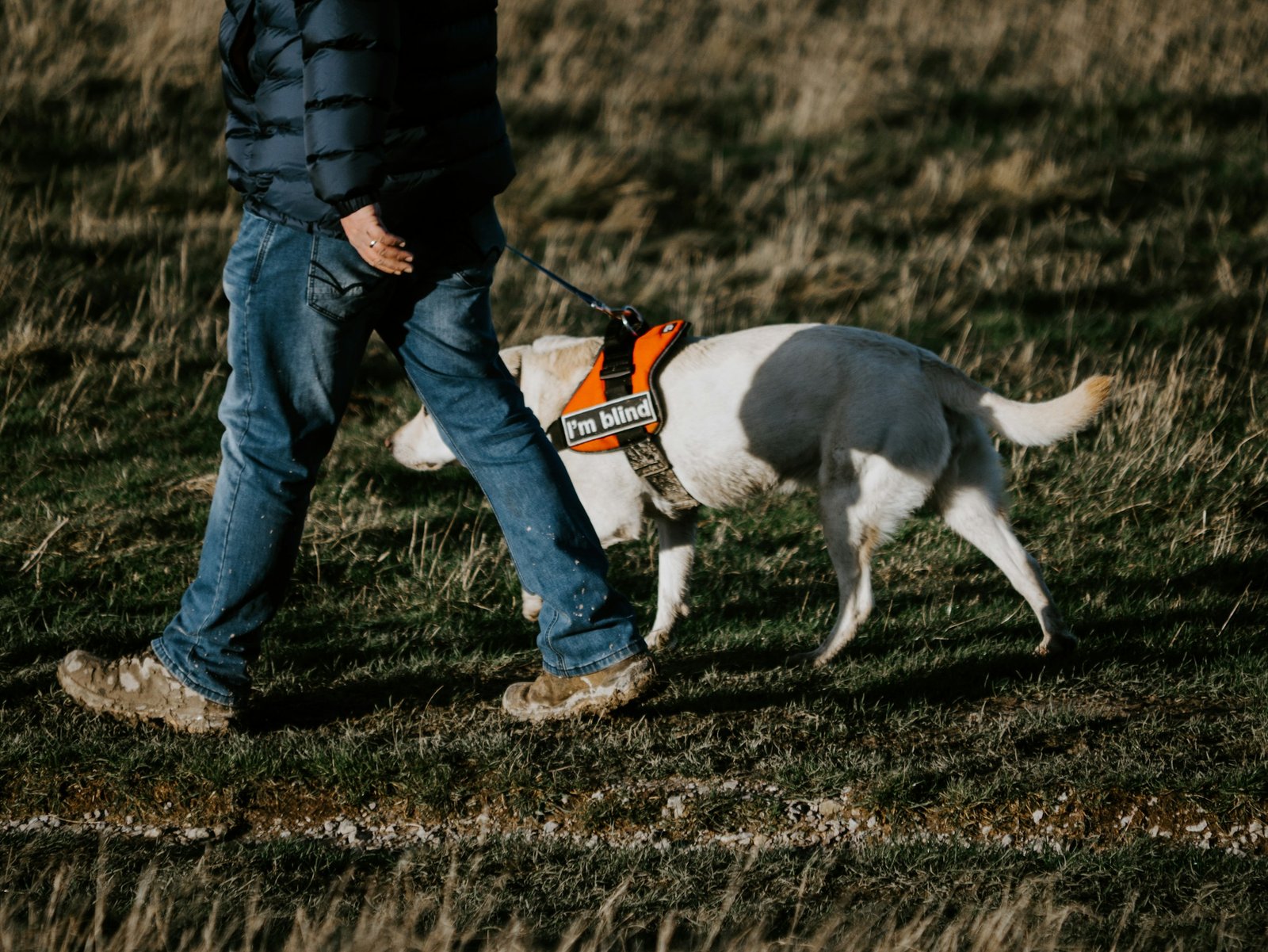 Working dog walking beside a handler during an outdoor mobility exercise