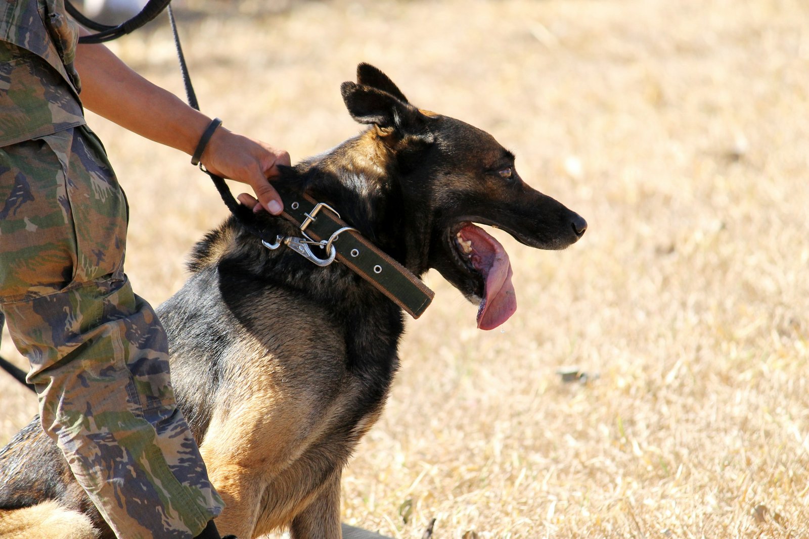 Working dog with handler