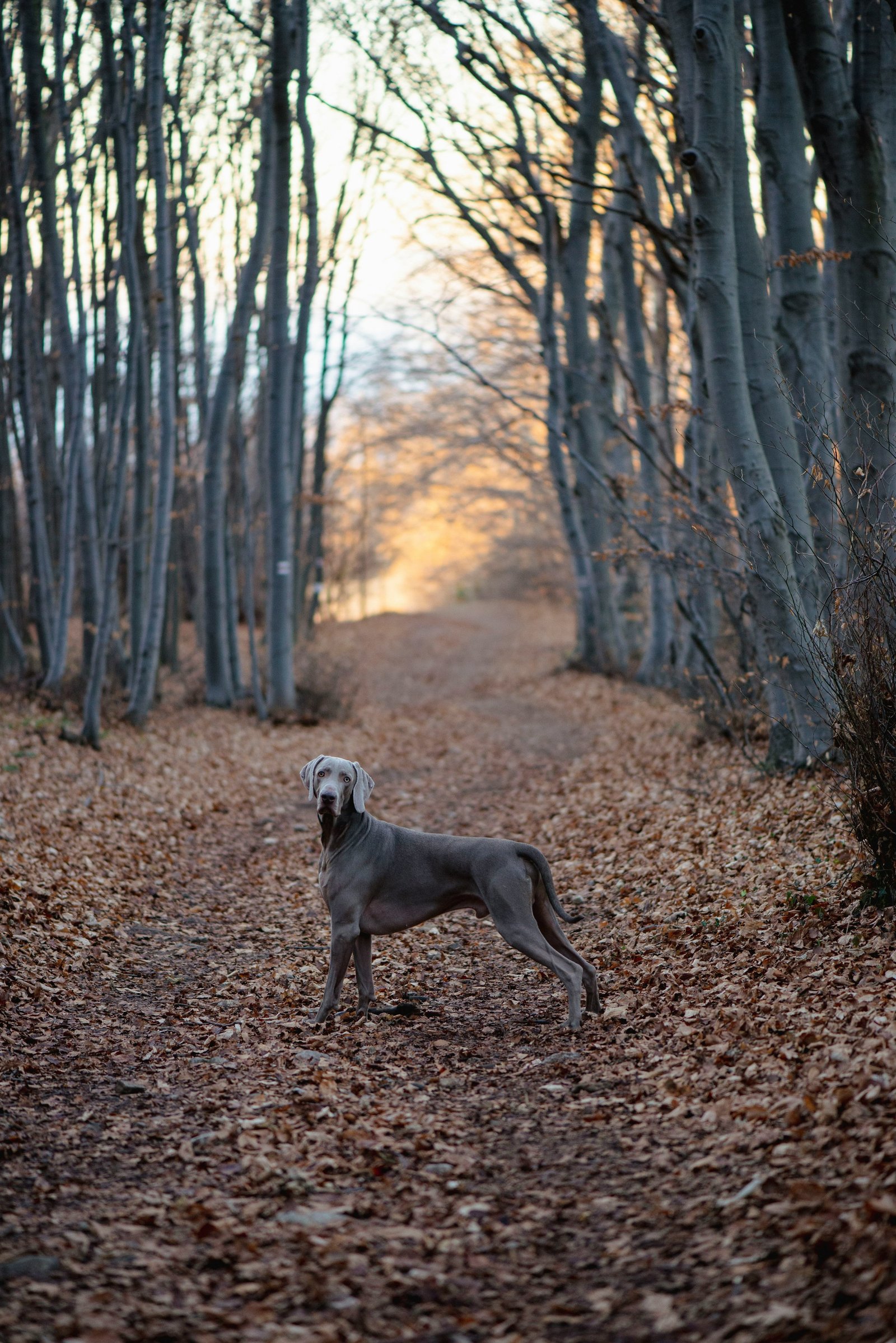 Dog standing in shallow water near a wooded area representing outdoor activity around Acworth